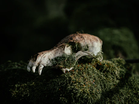 A close up of a small animal on a mossy surface