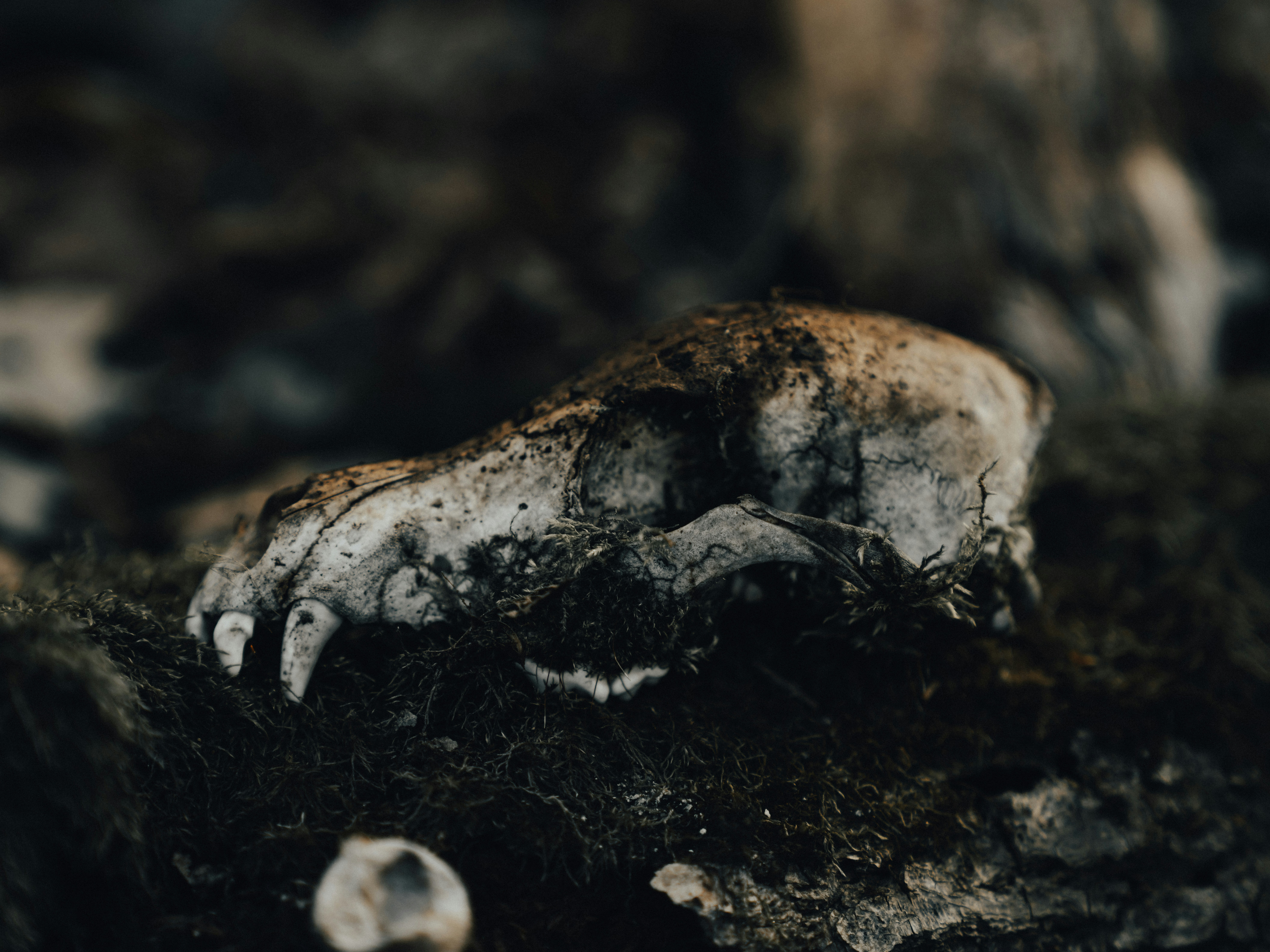 Photo by mineral_of_demon