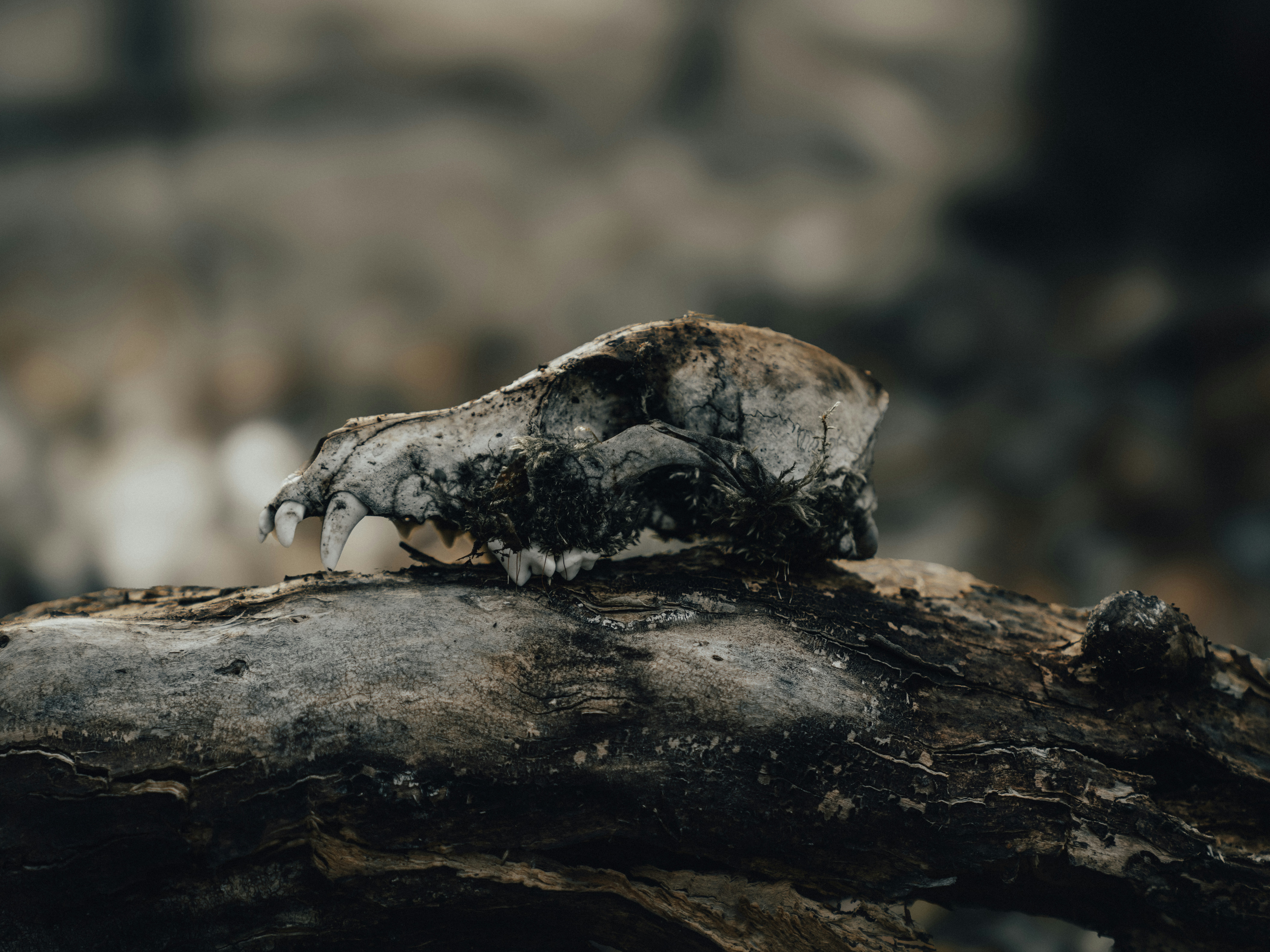 Photo by mineral_of_demon