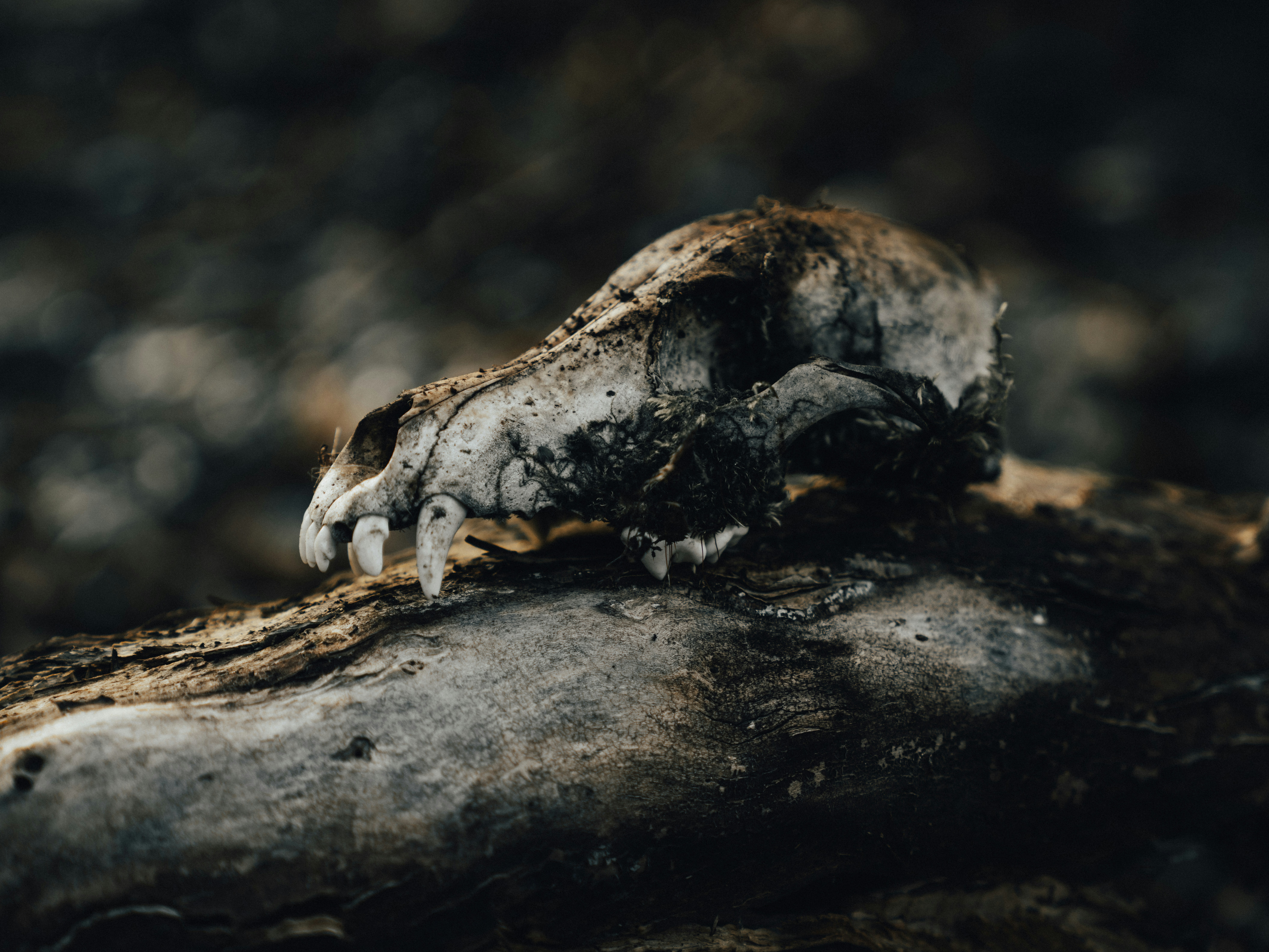A close up of a piece of wood with a bird on it