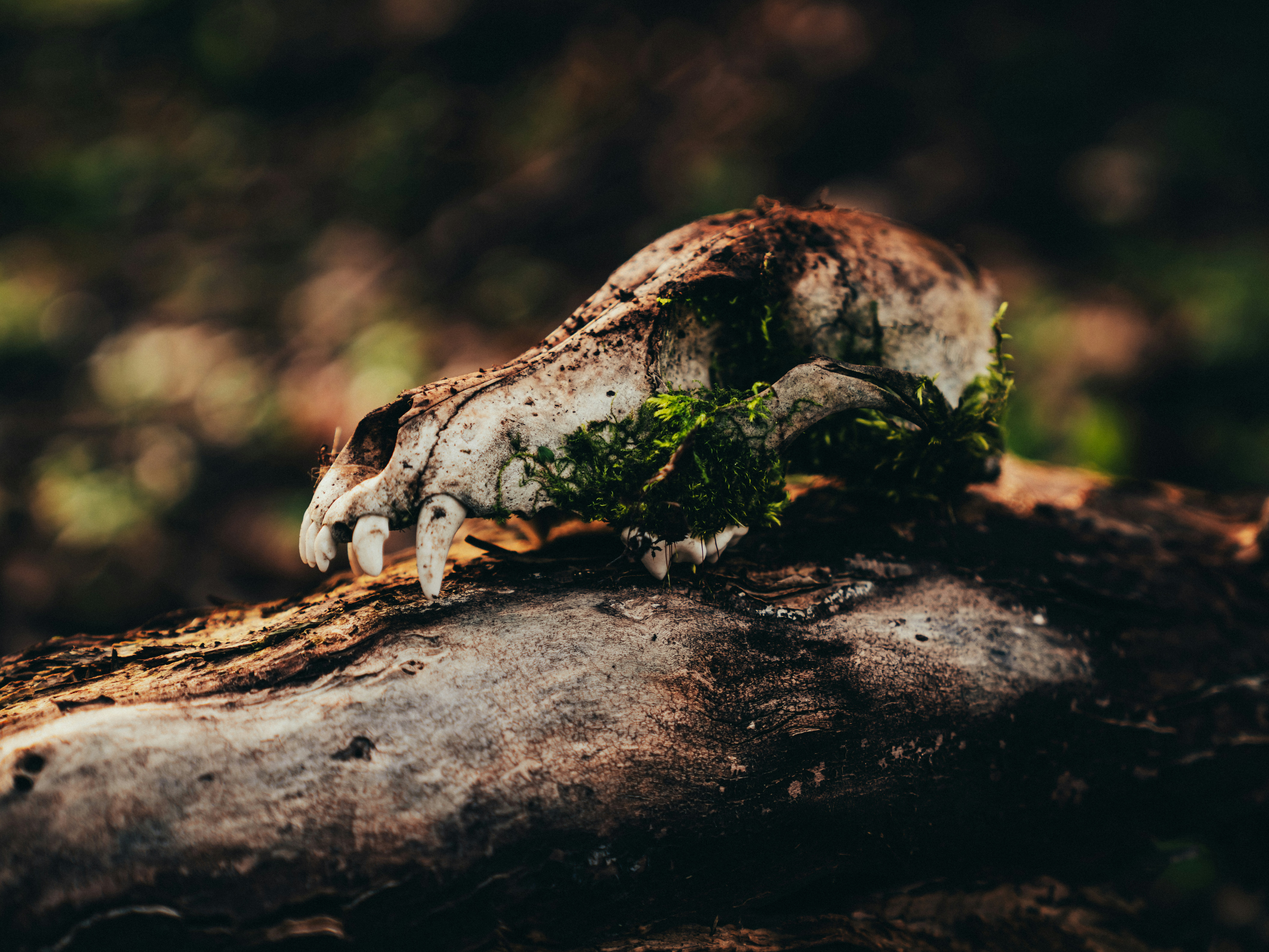 Photo by mineral_of_demon