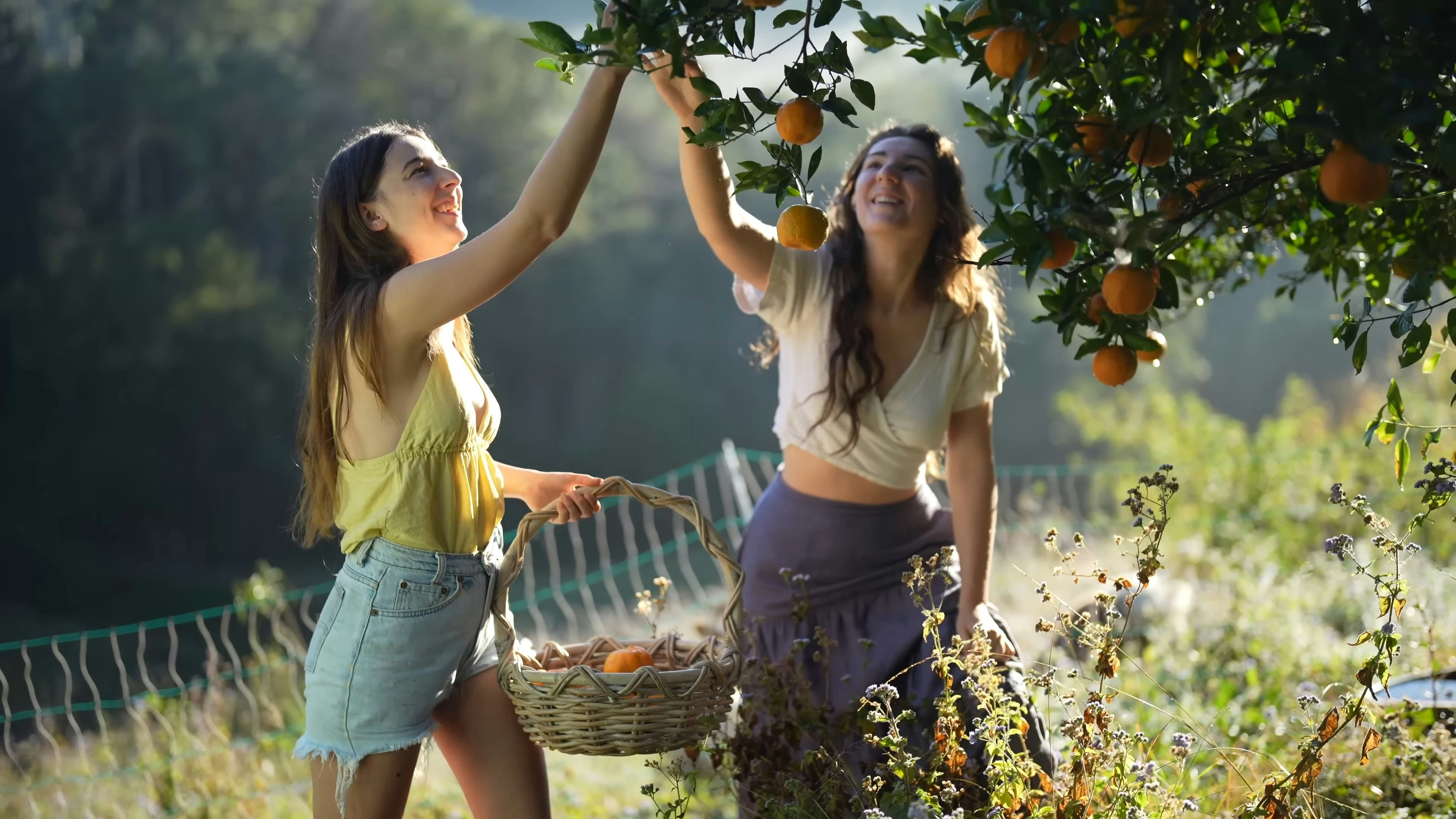 Two young women joyfully picking oranges