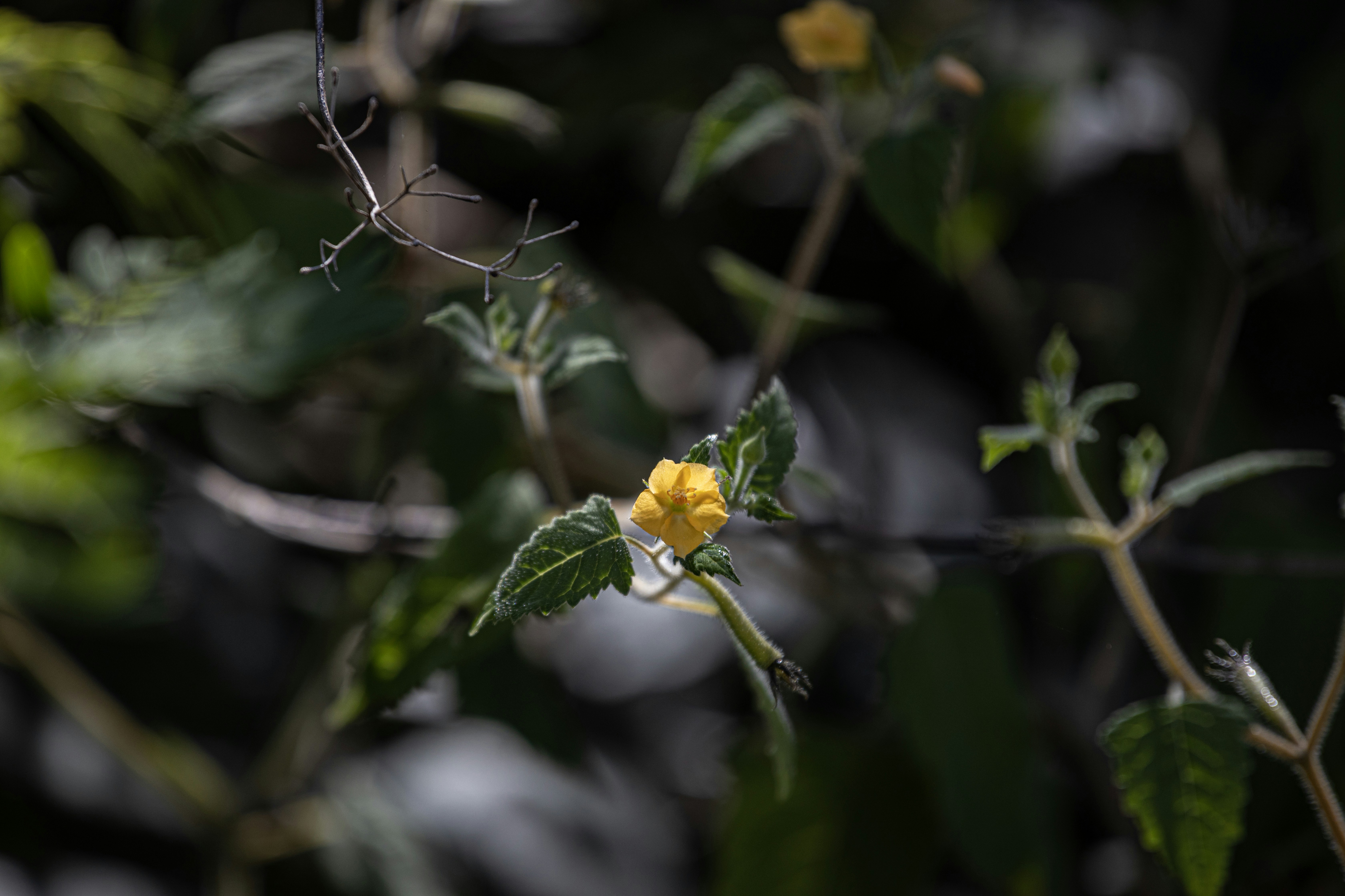 Photo by tigredemar