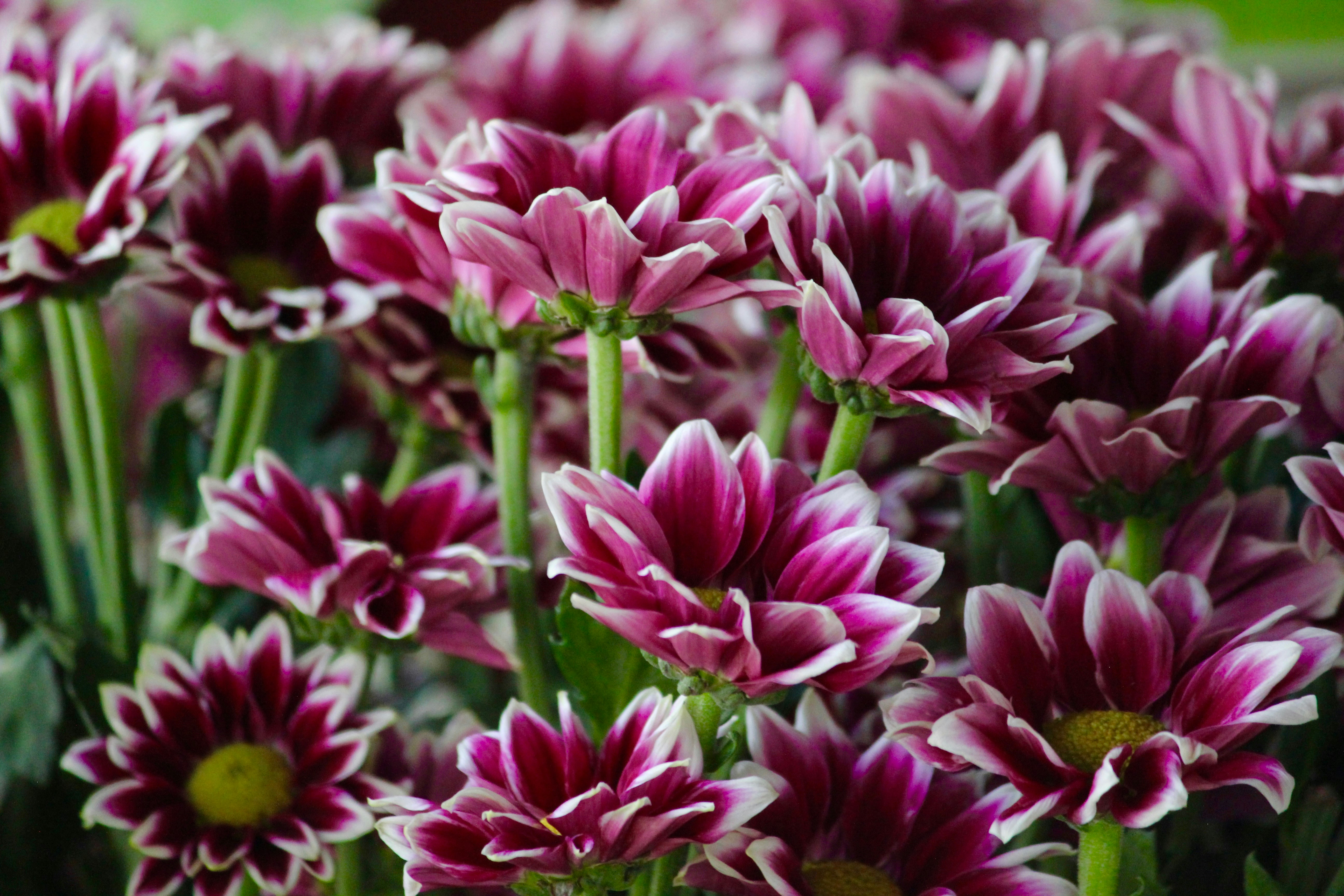 Photo by fotografialuivlad