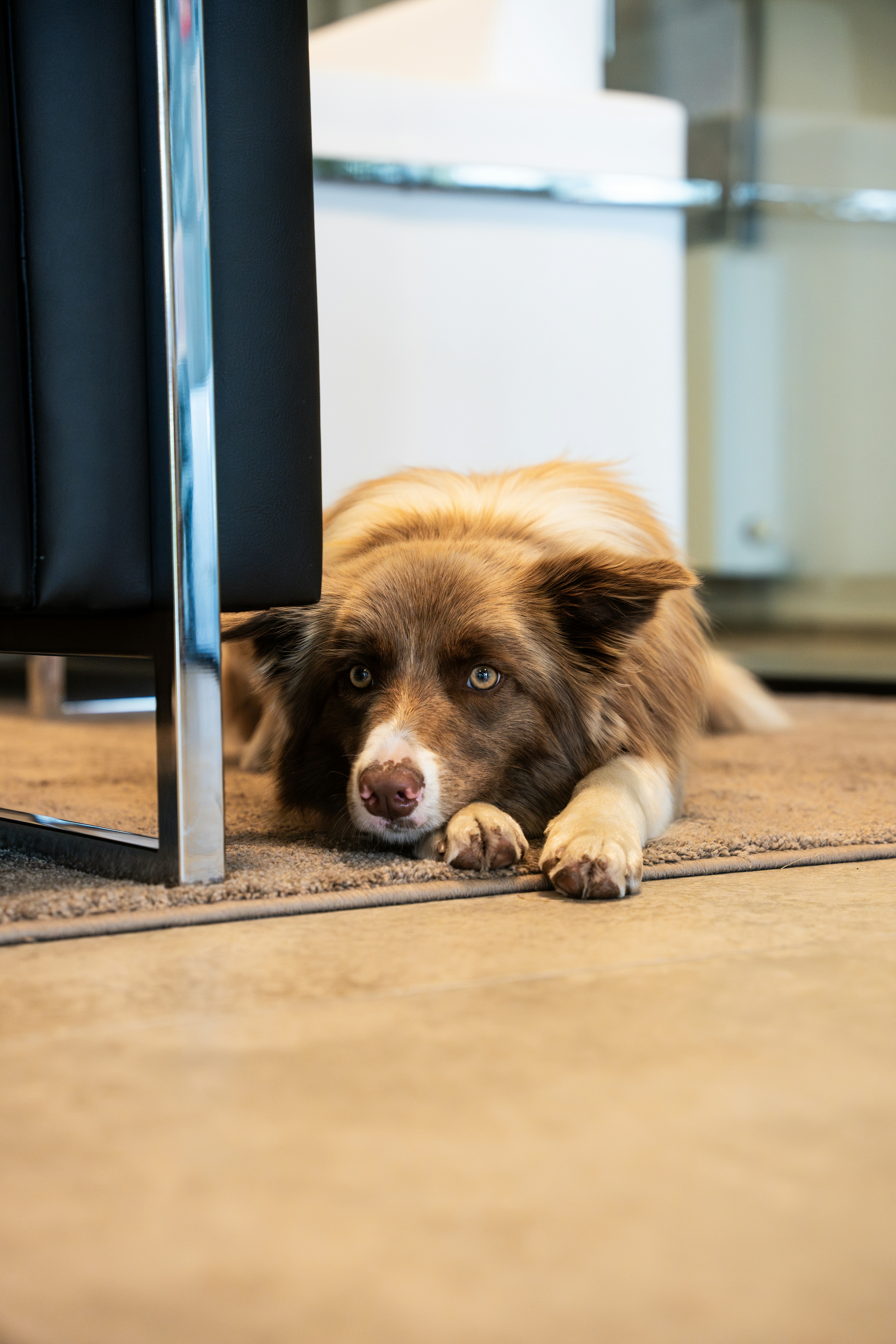 A dog laying on the floor next to a computer monitor