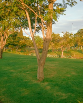 A park with a bench and trees in the background