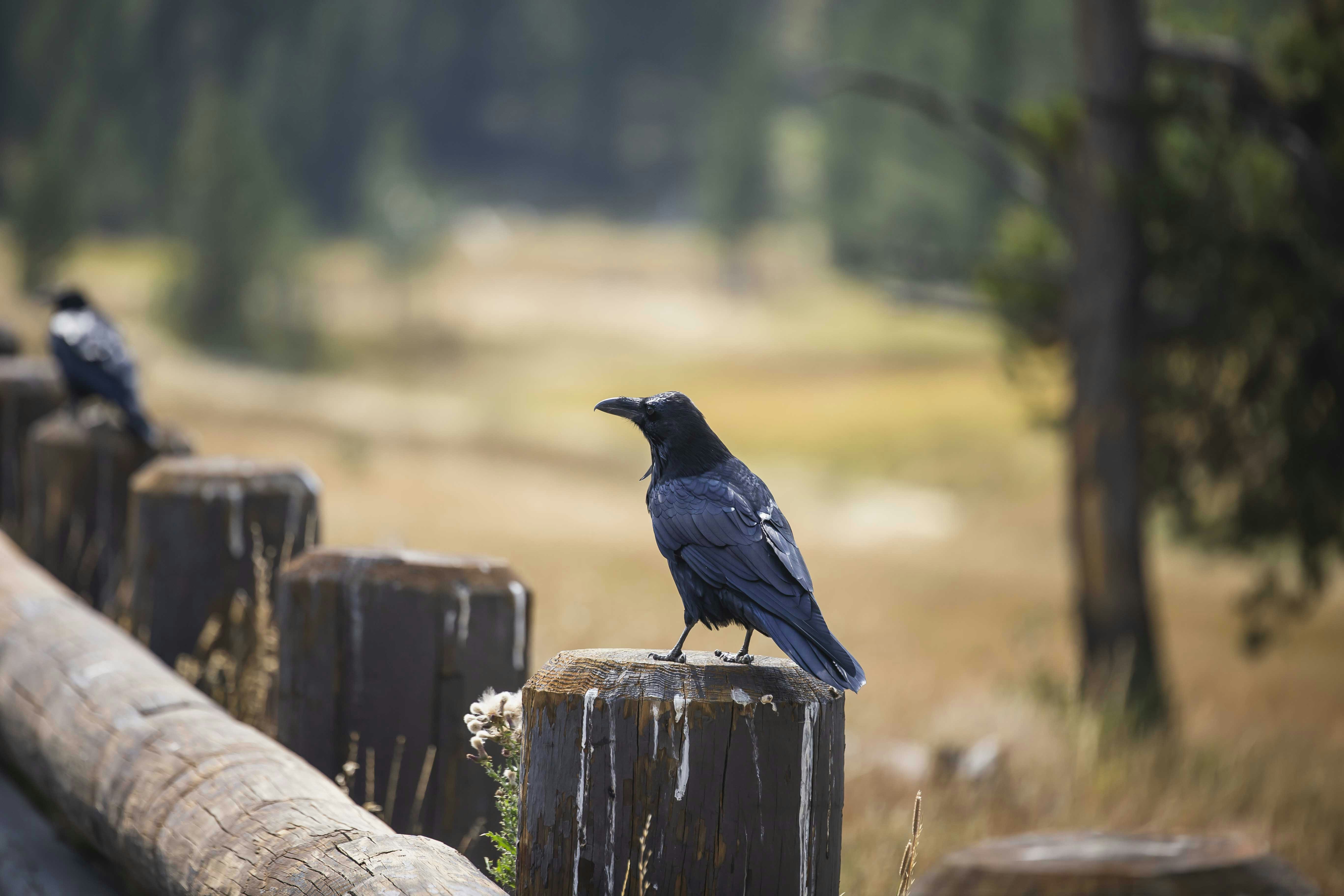 A black bird sitting on top of a wooden fence