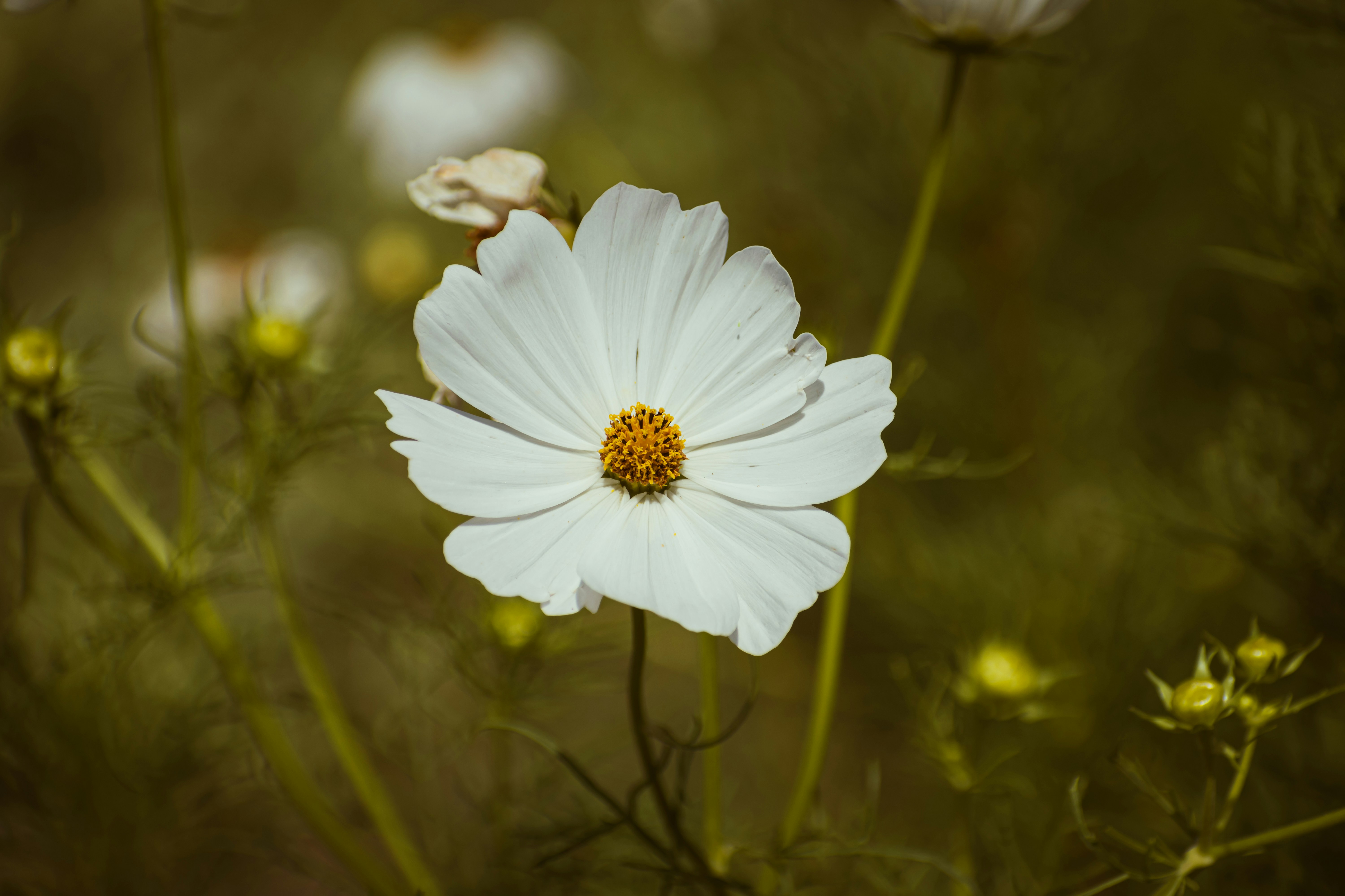 Photo by niki_emmert