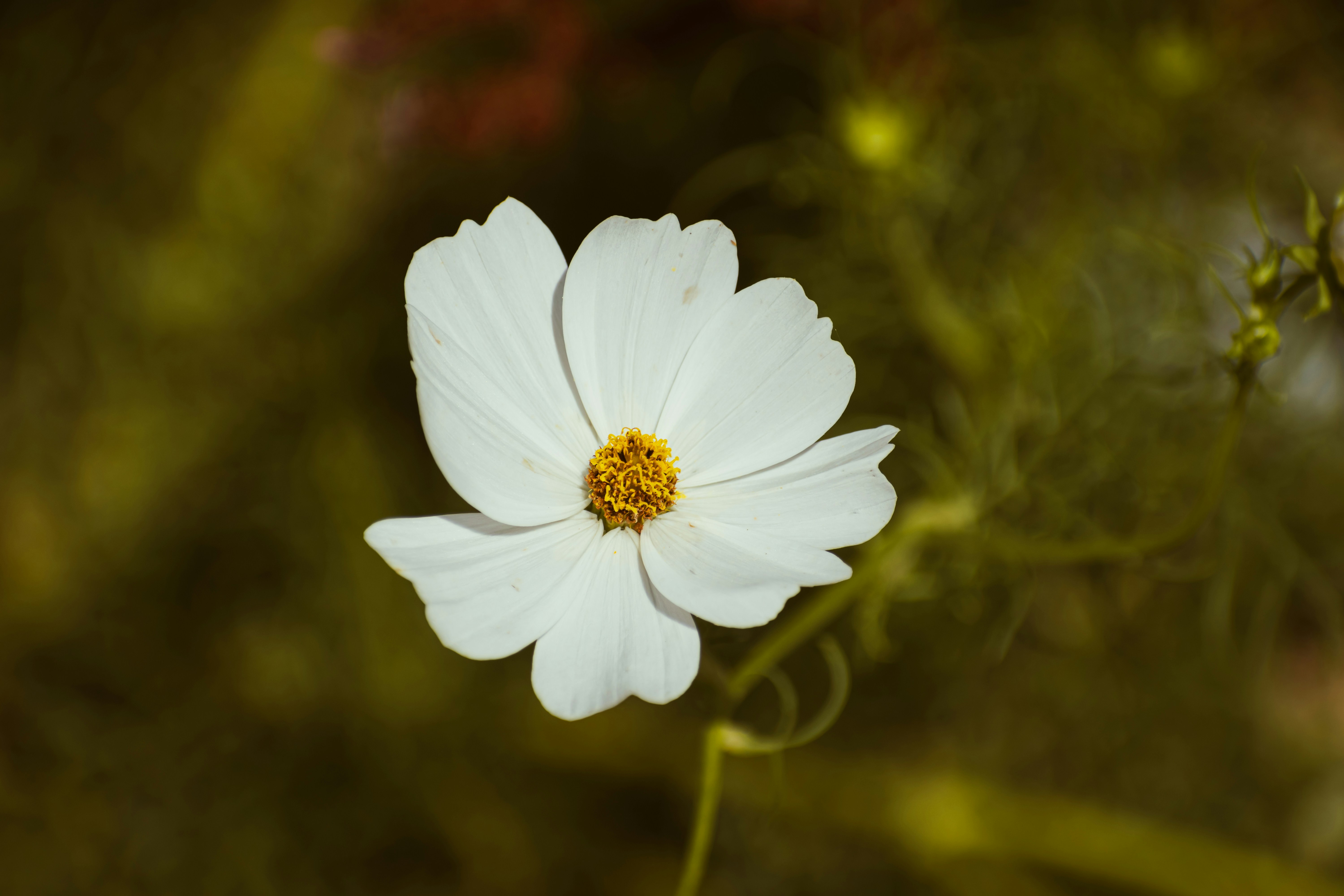 Photo by niki_emmert