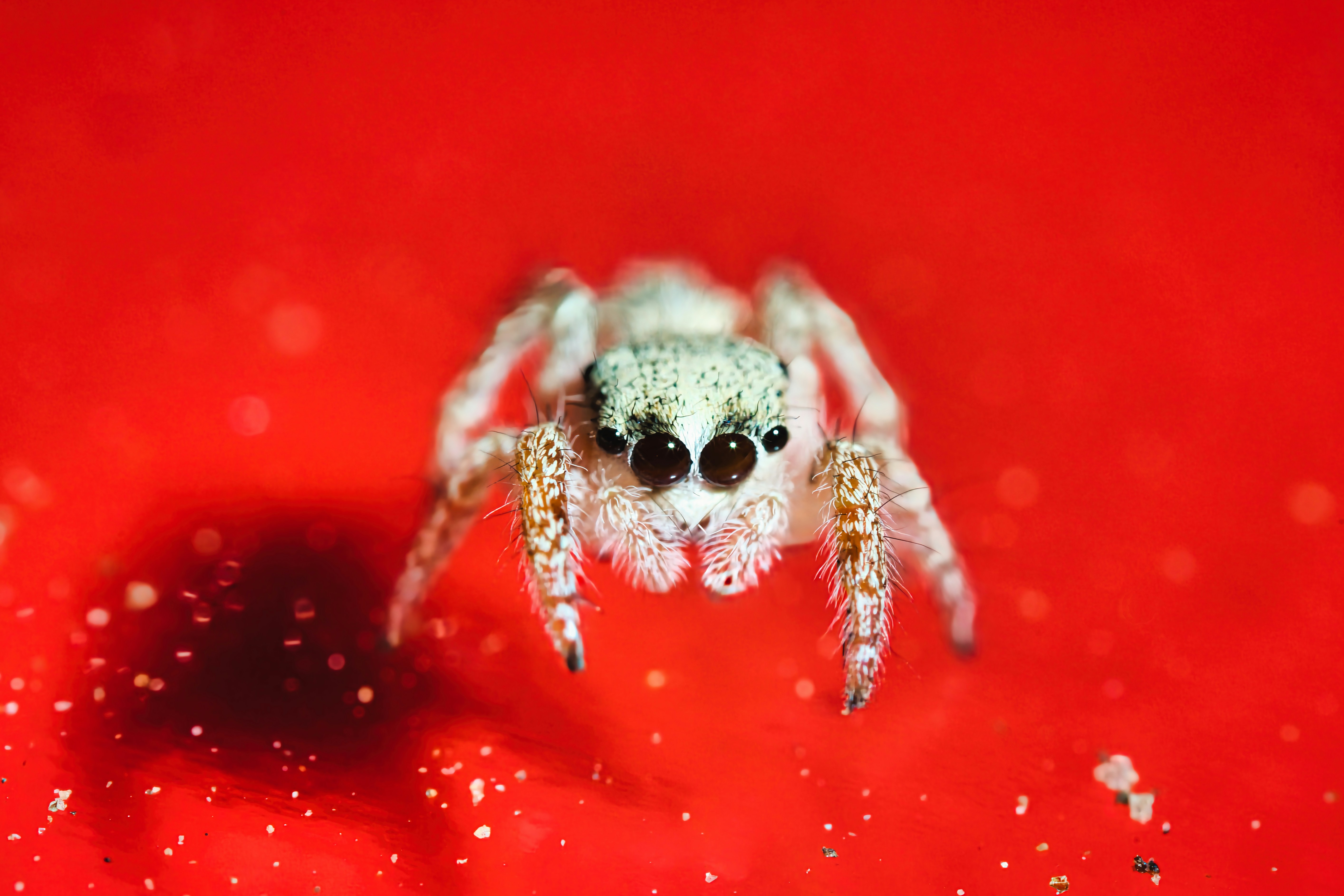 Photo by brianwangenheim