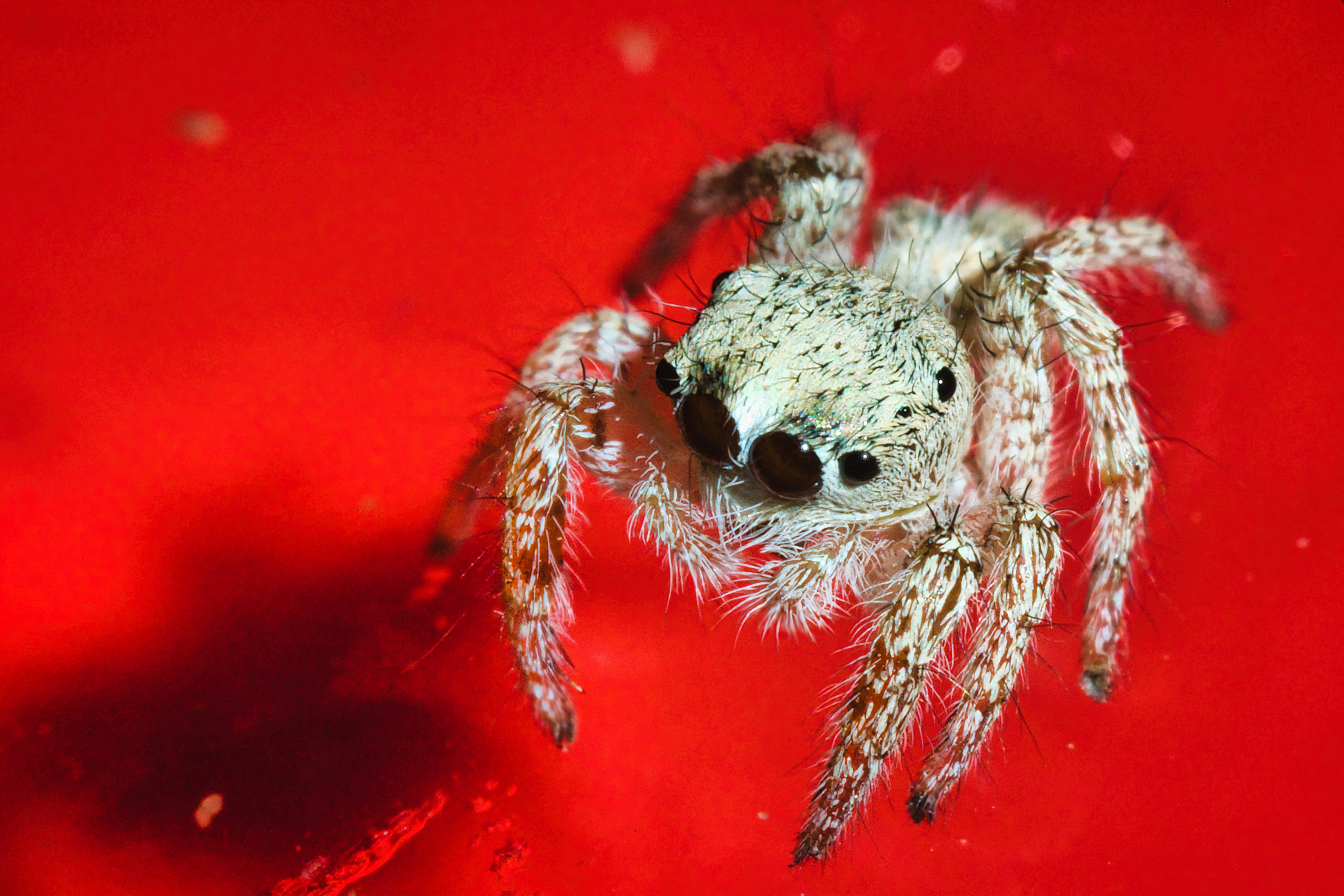 A close up of a spider on a red surface photo – Free Searles valley ...