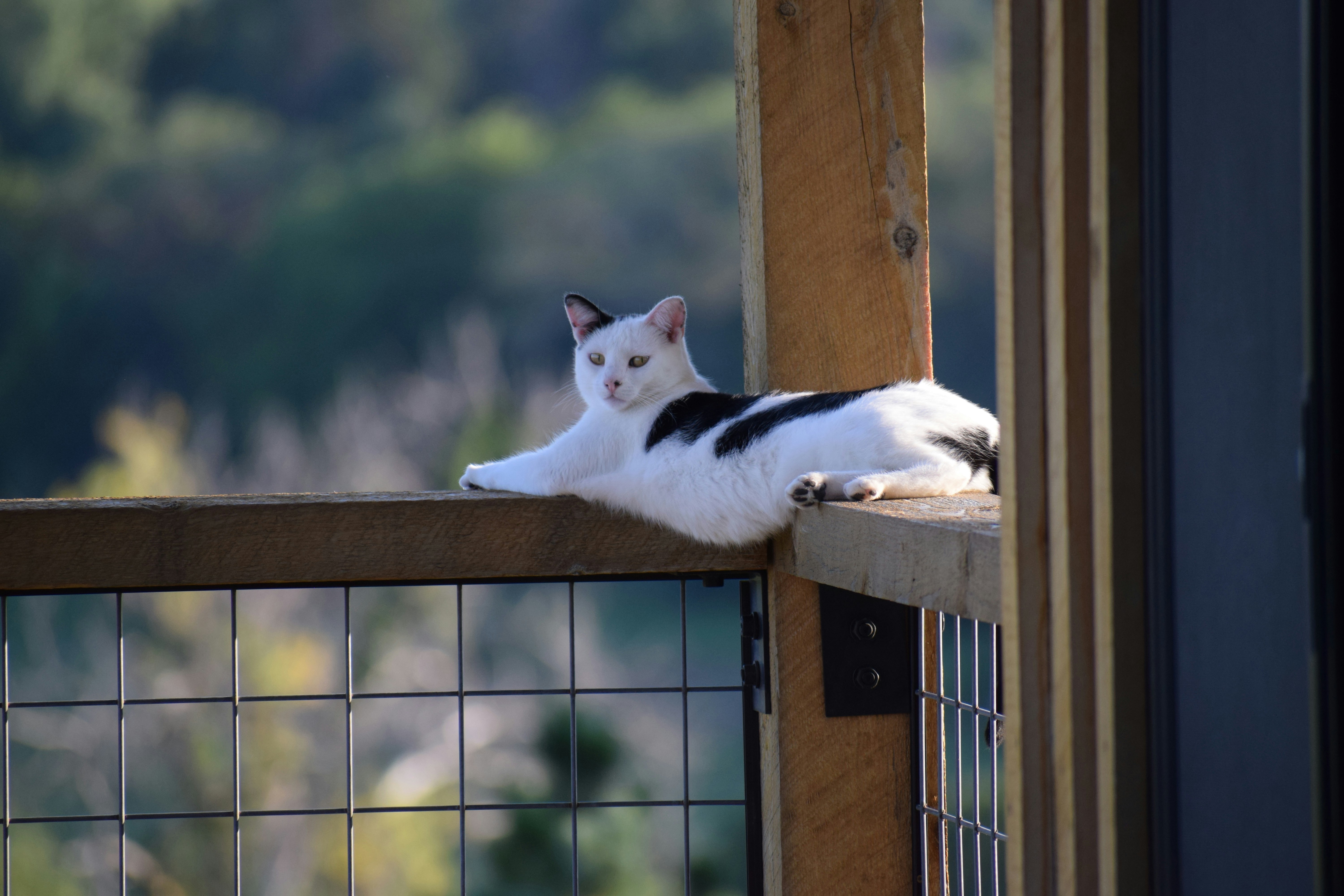 The Top-Shelf Adventurer (image credits: unsplash)