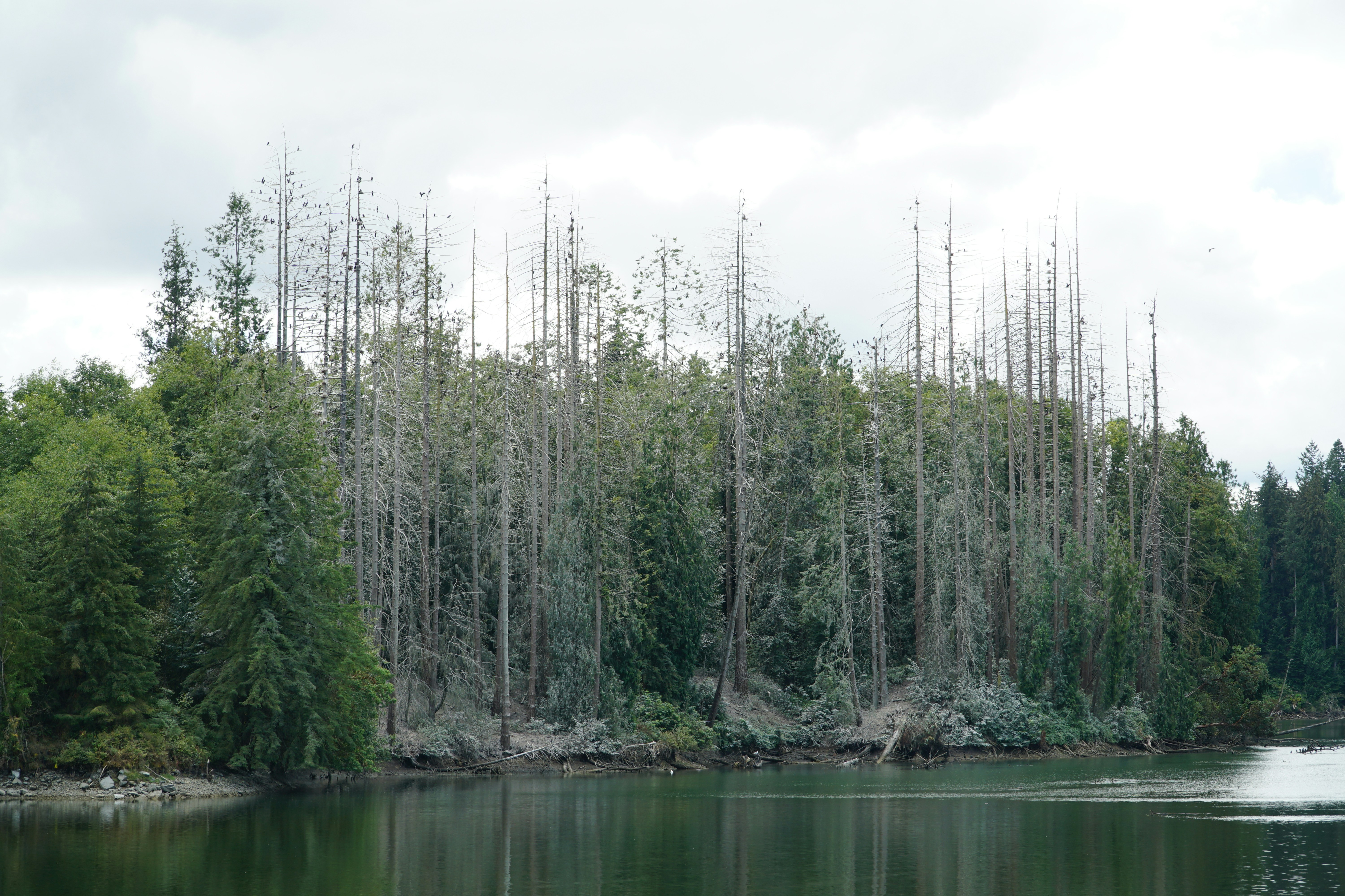 Um corpo de água cercado por uma floresta