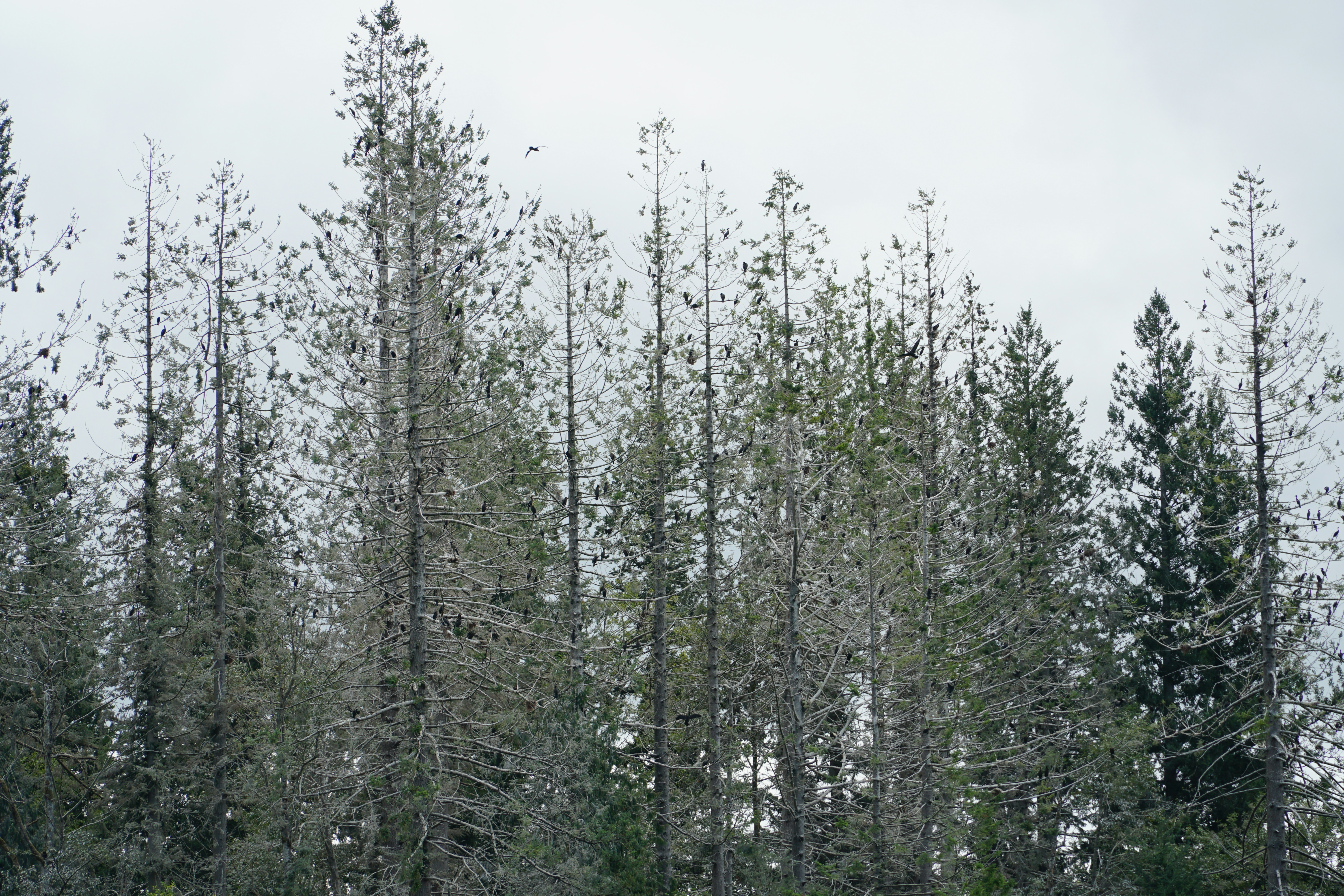 Uma floresta cheia de muitas árvores altas