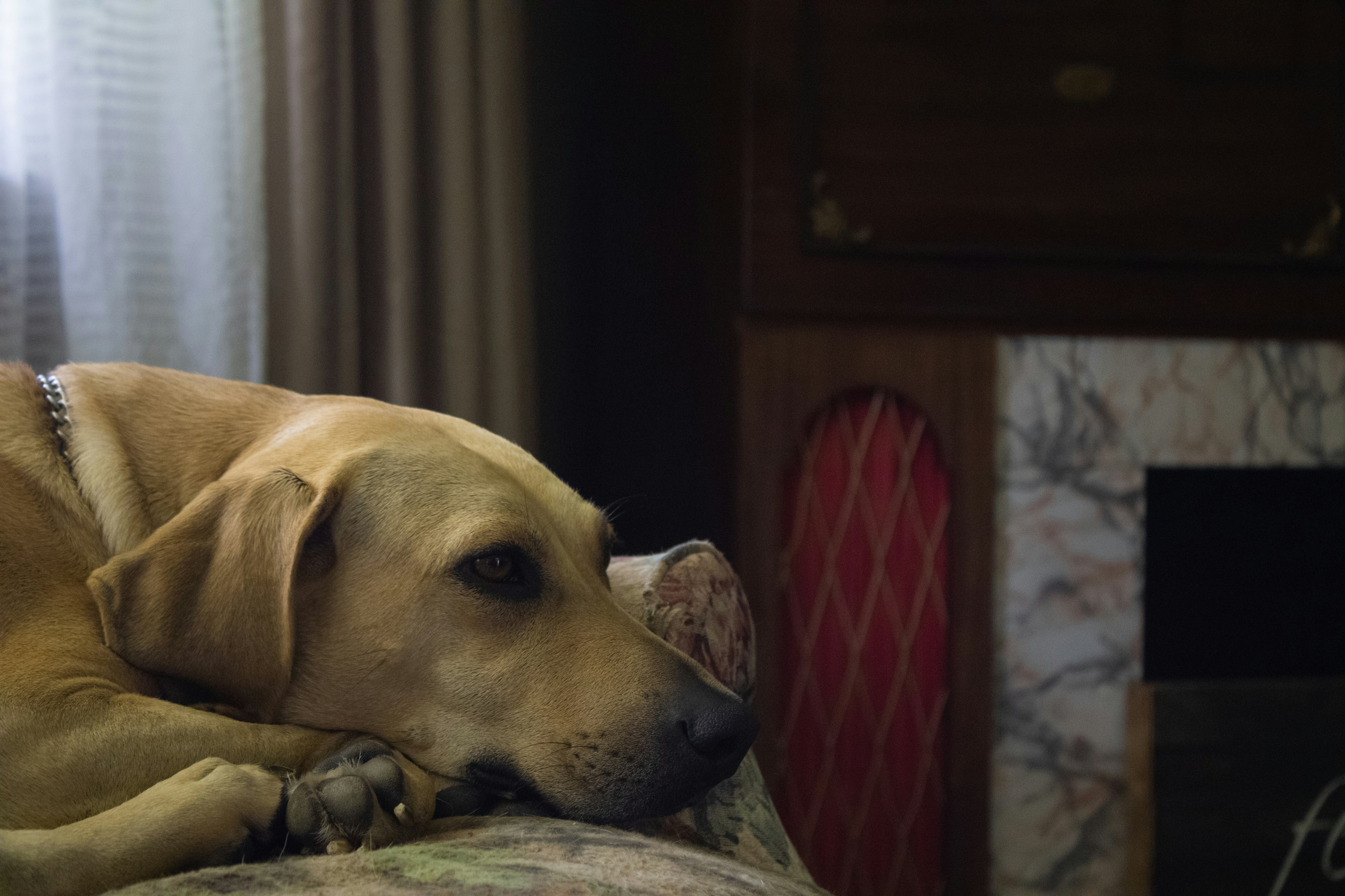 A dog laying on a couch in front of a window photo – Free Animal Image ...
