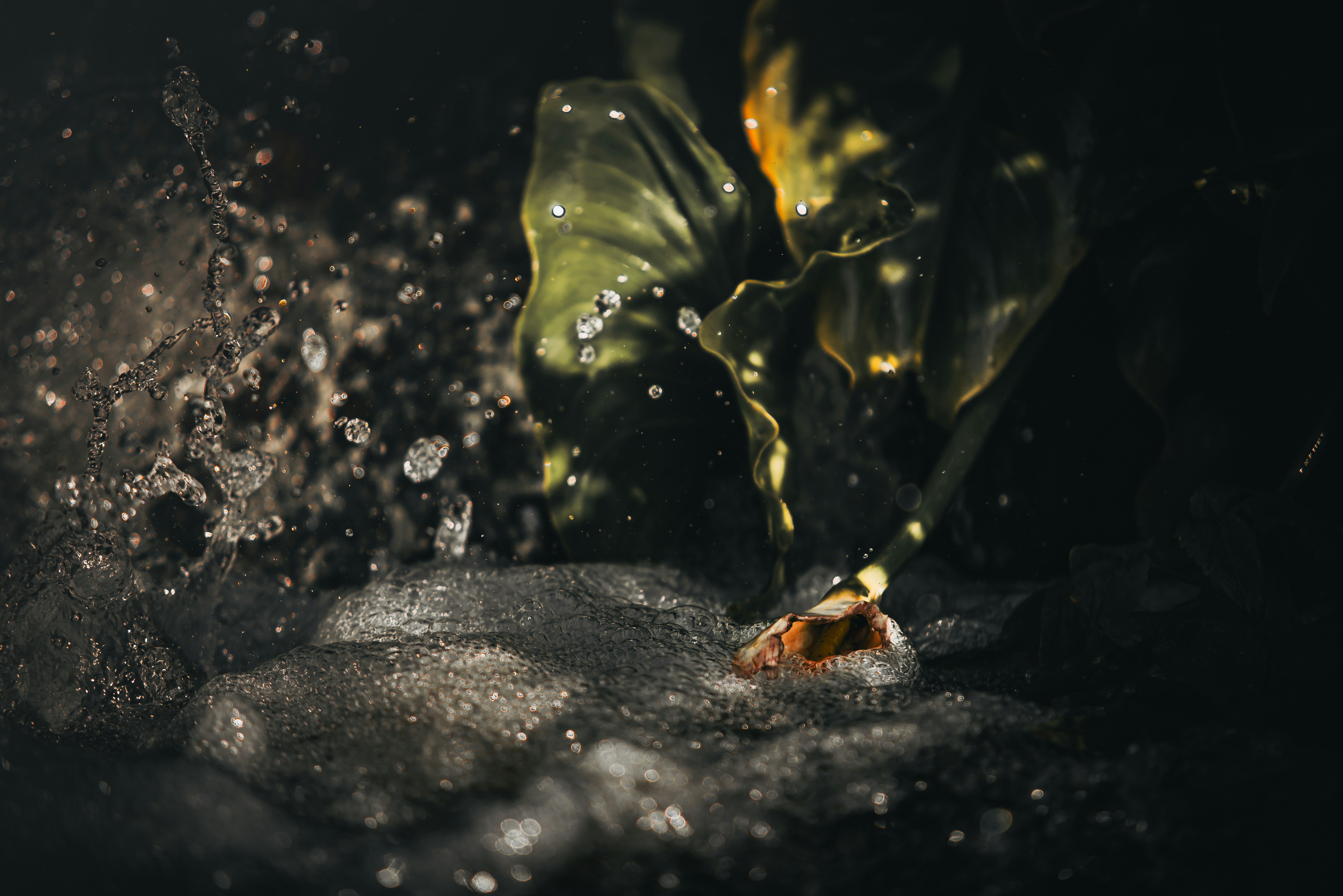 A close up of a leaf on a rock