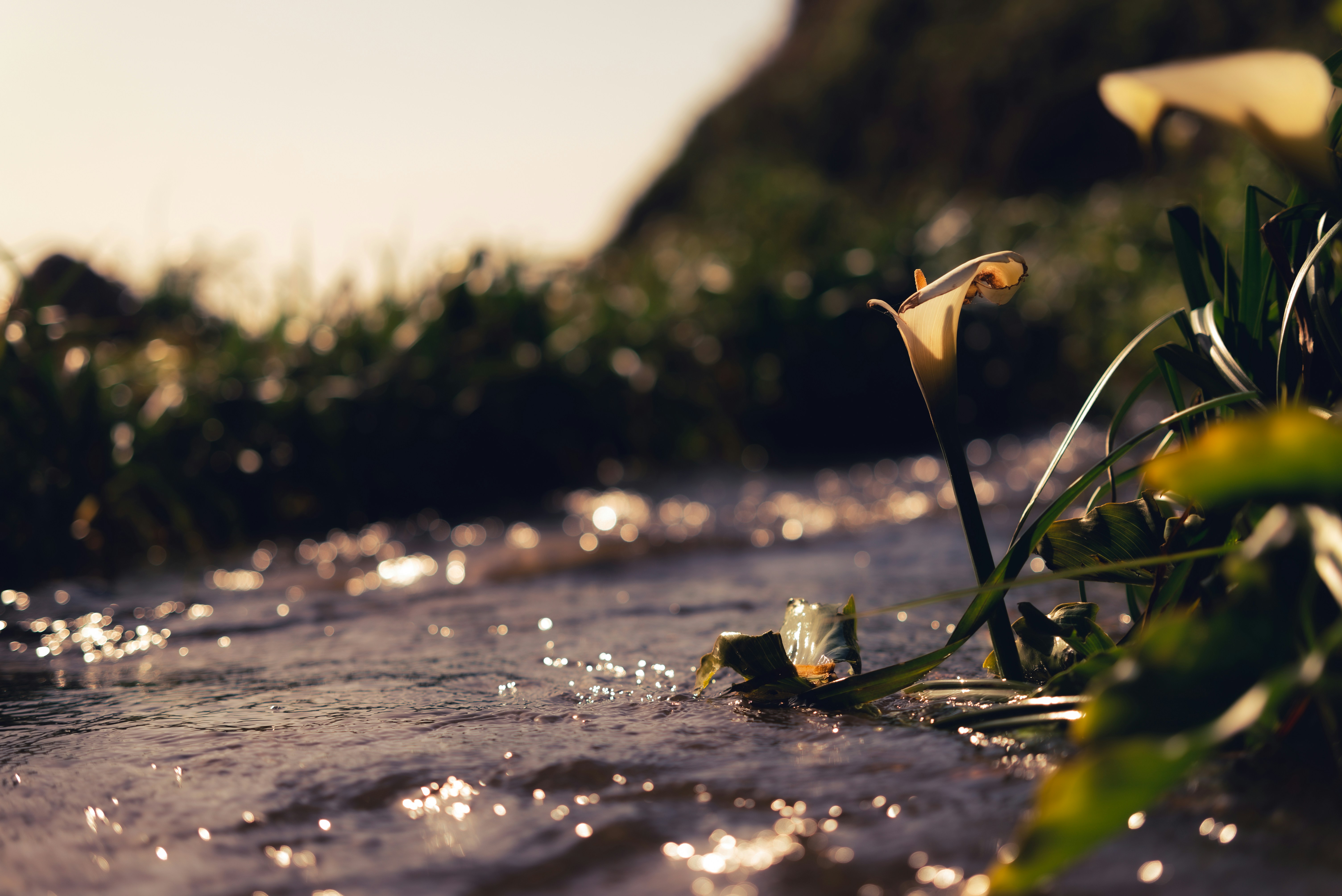 A close up of water with plants in the background