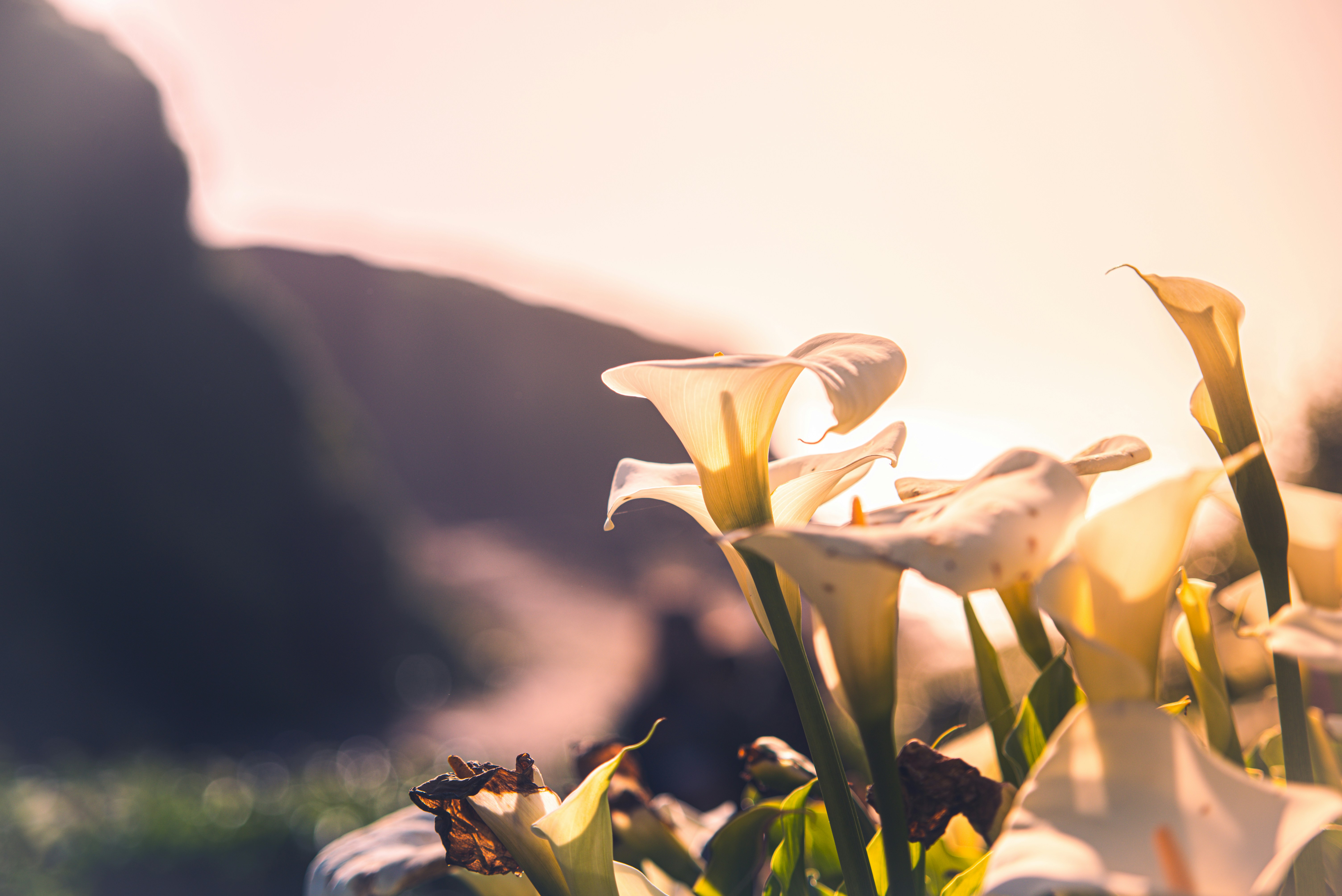 A bunch of flowers that are sitting in the grass