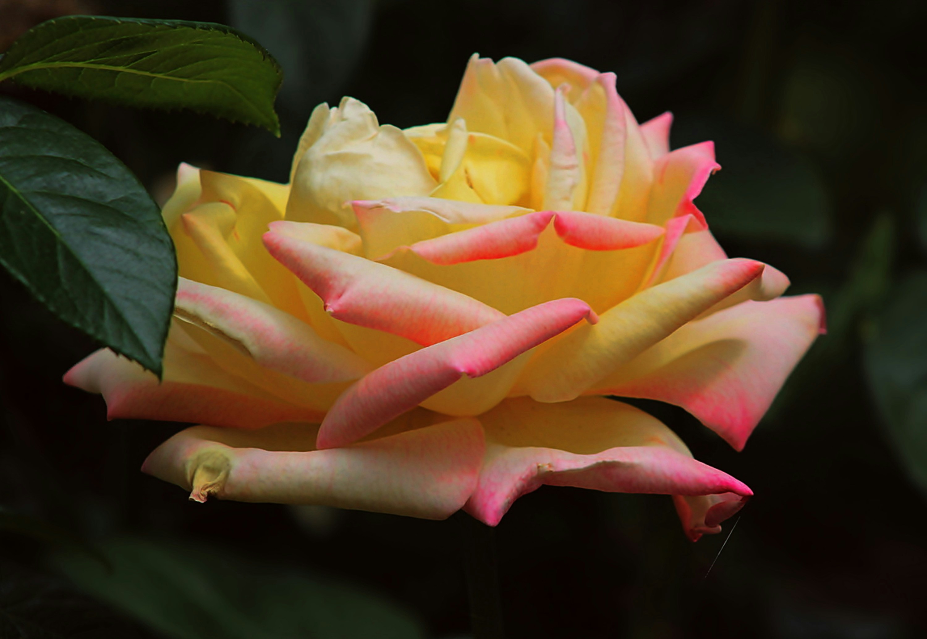 Photo by viewsofthecamera