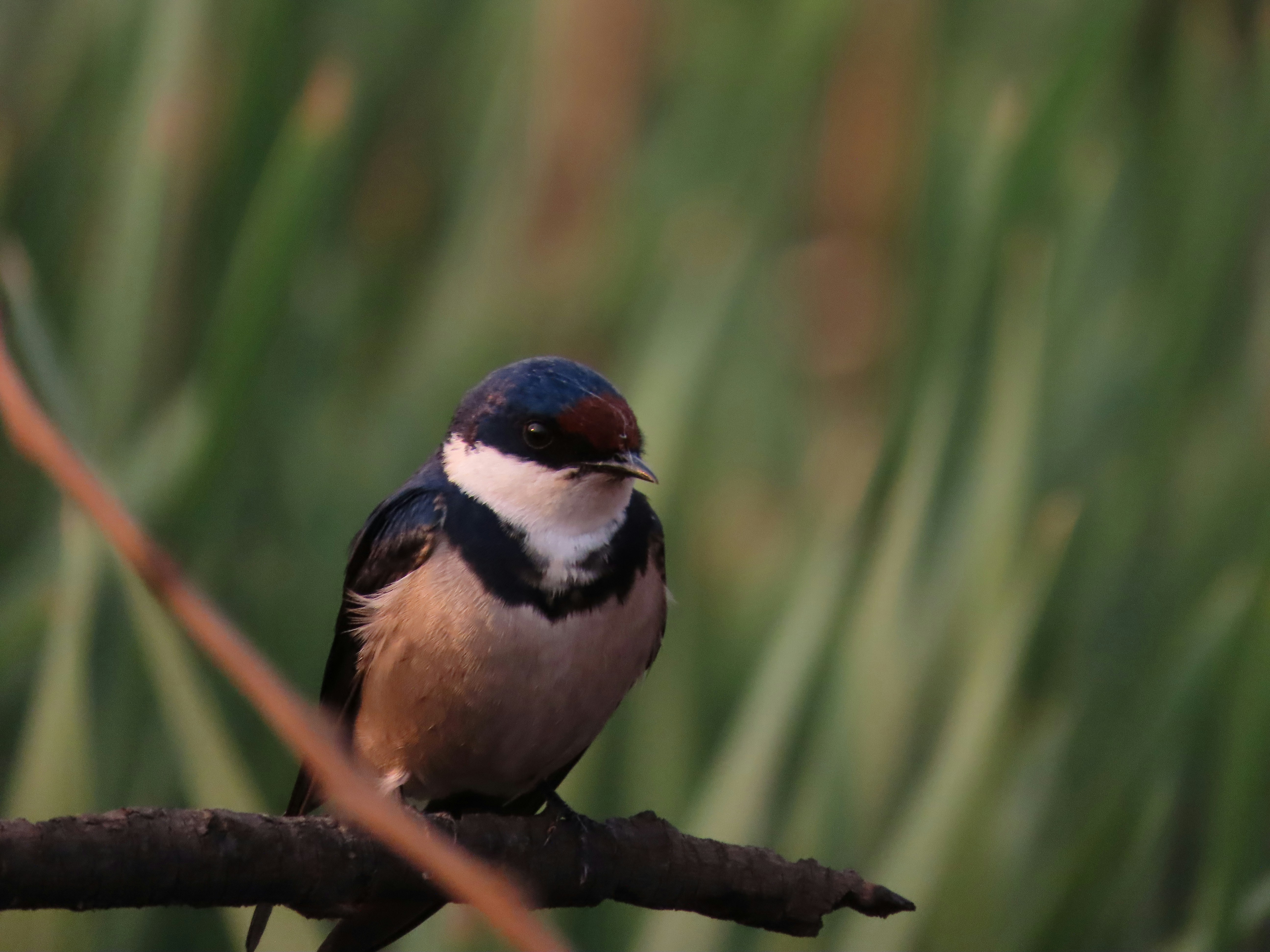 A small bird sitting on a branch in a tree