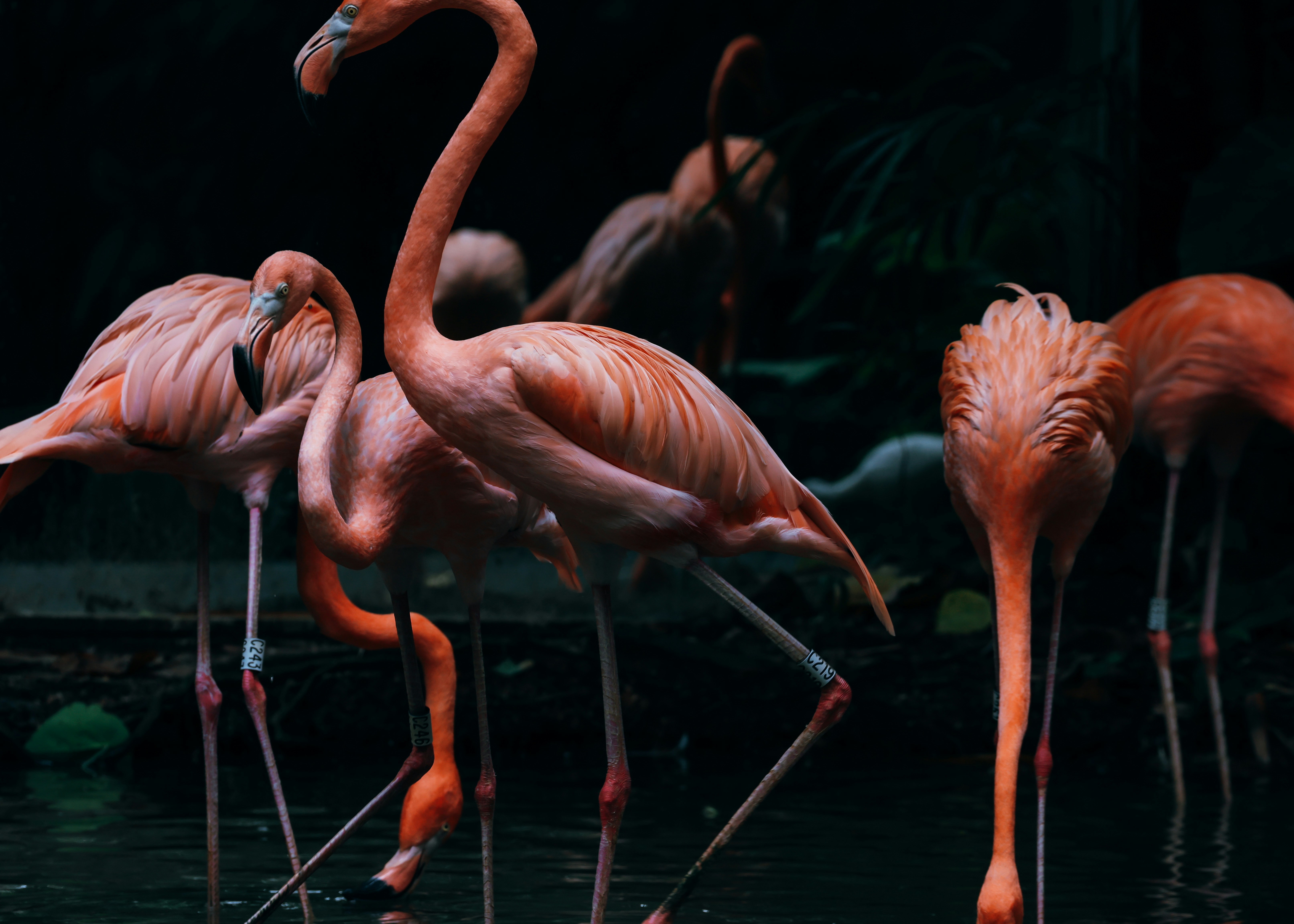 Photo by dickenslin76