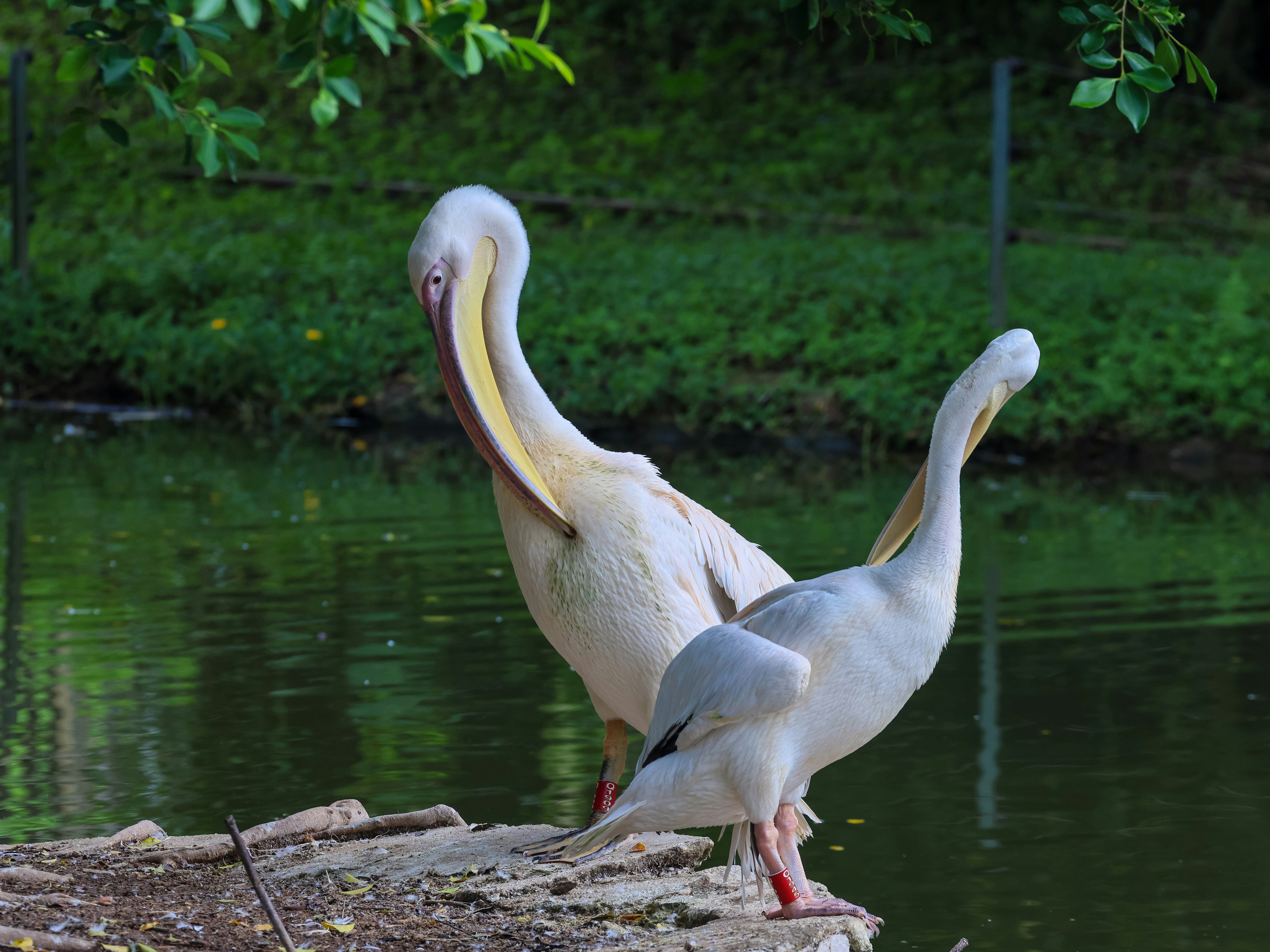 Photo by dickenslin76