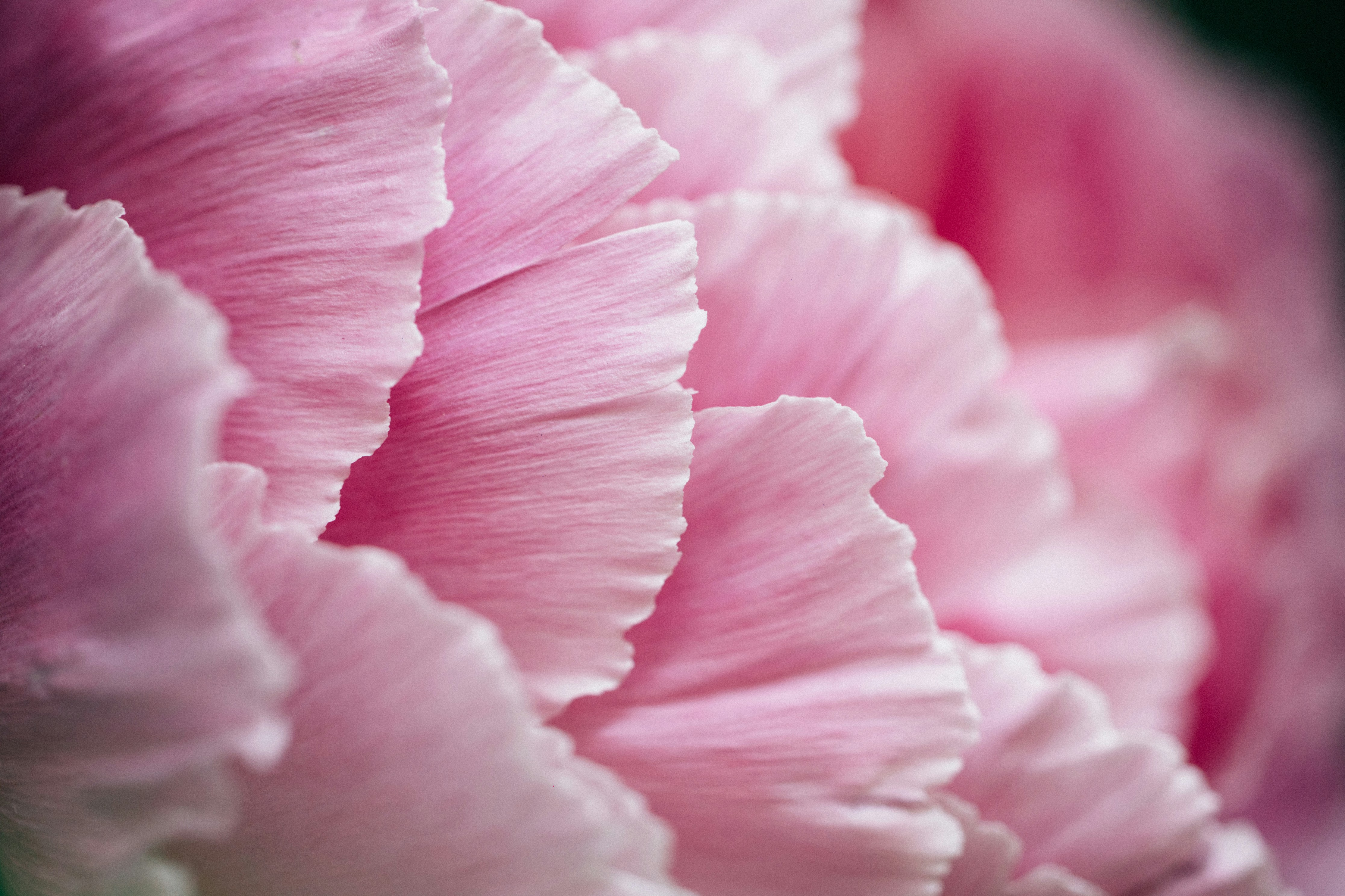 Photo by tsuyoshikozu