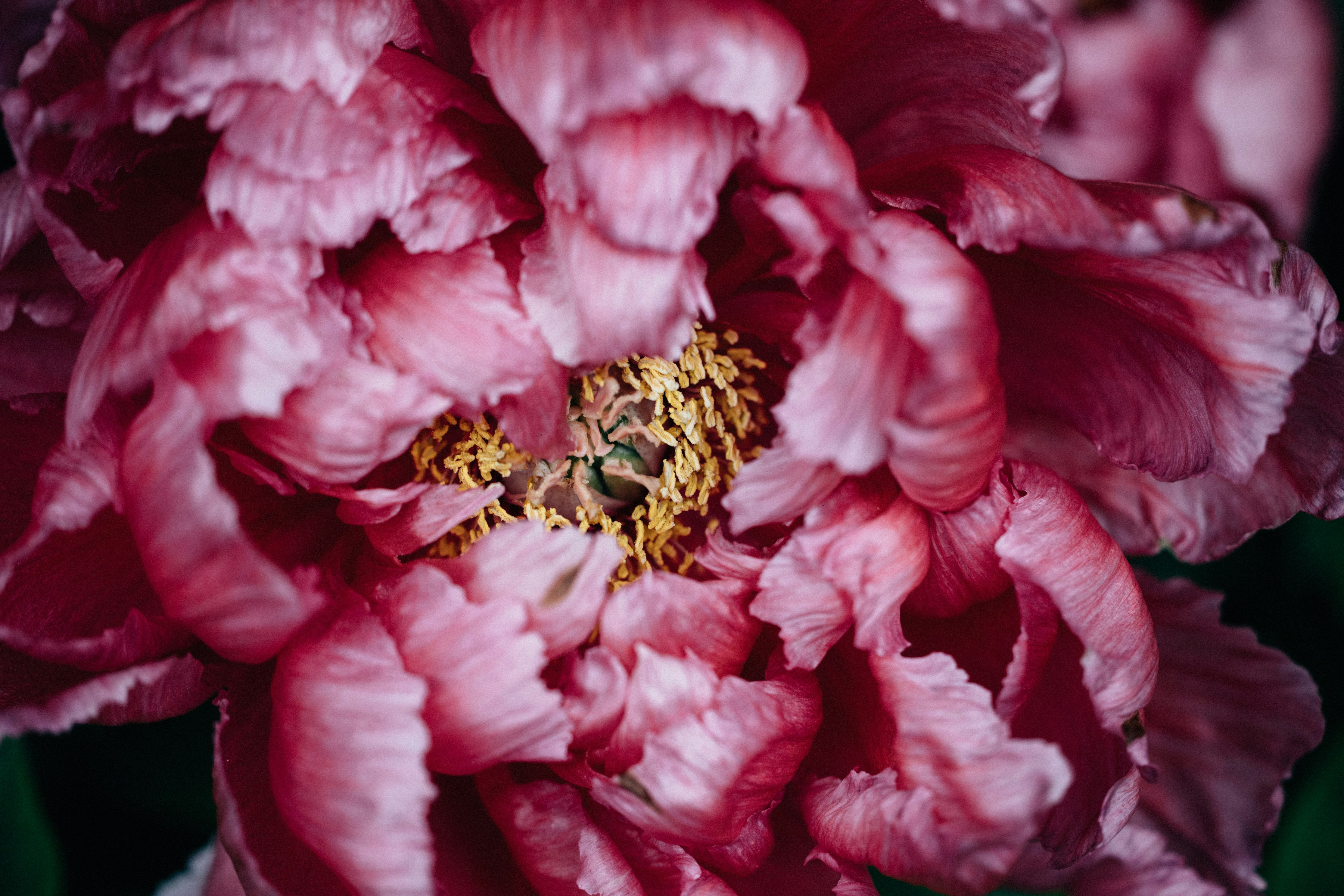 Photo by tsuyoshikozu