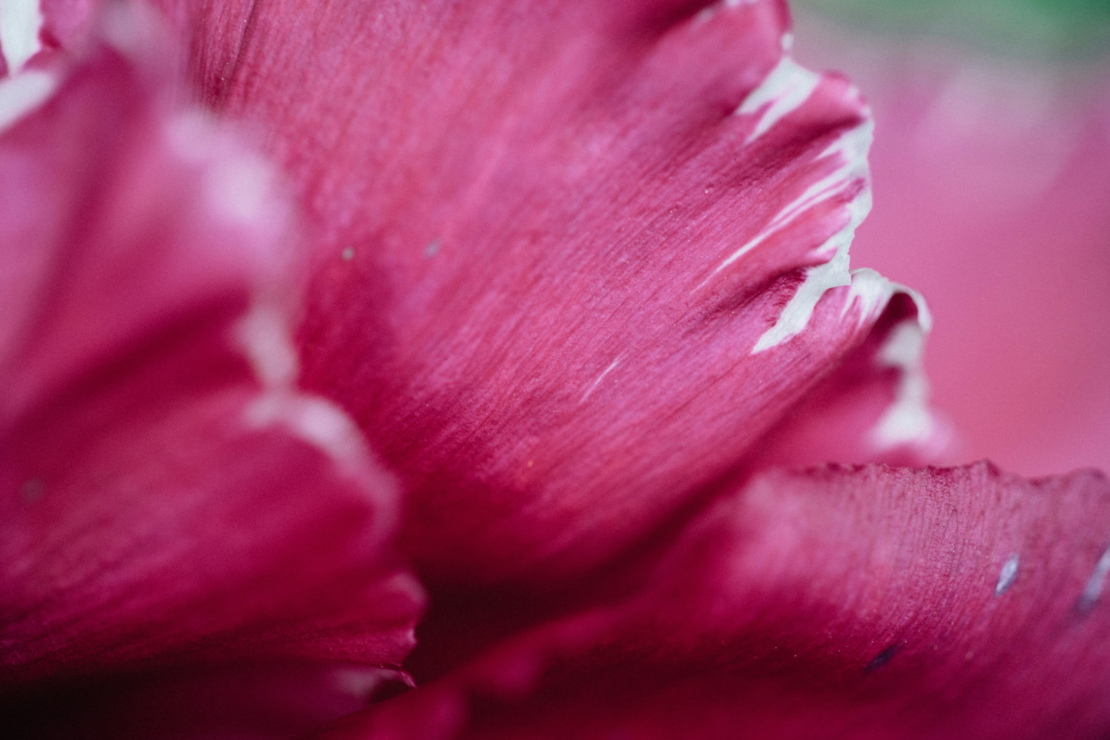 Photo by tsuyoshikozu