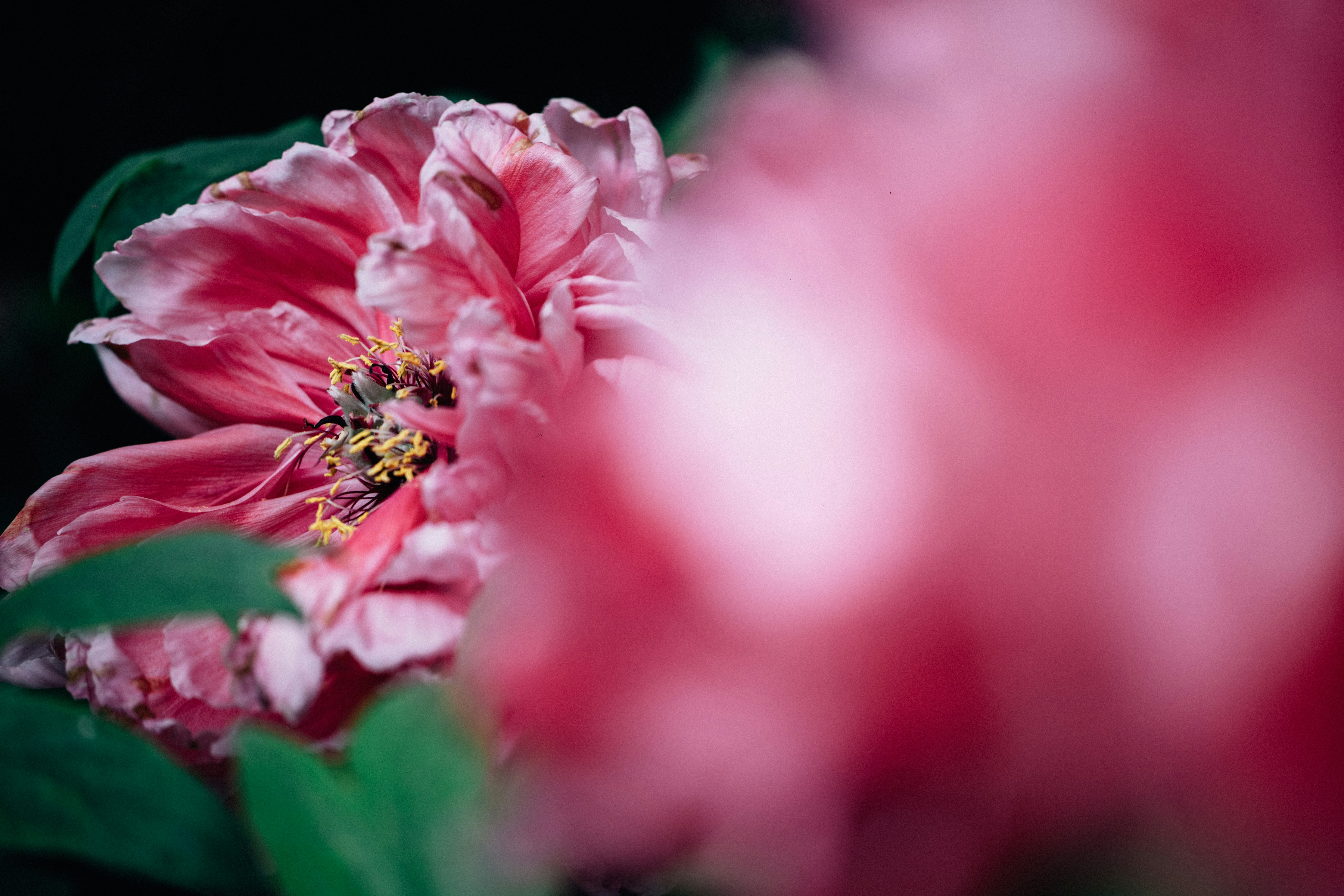 Photo by tsuyoshikozu