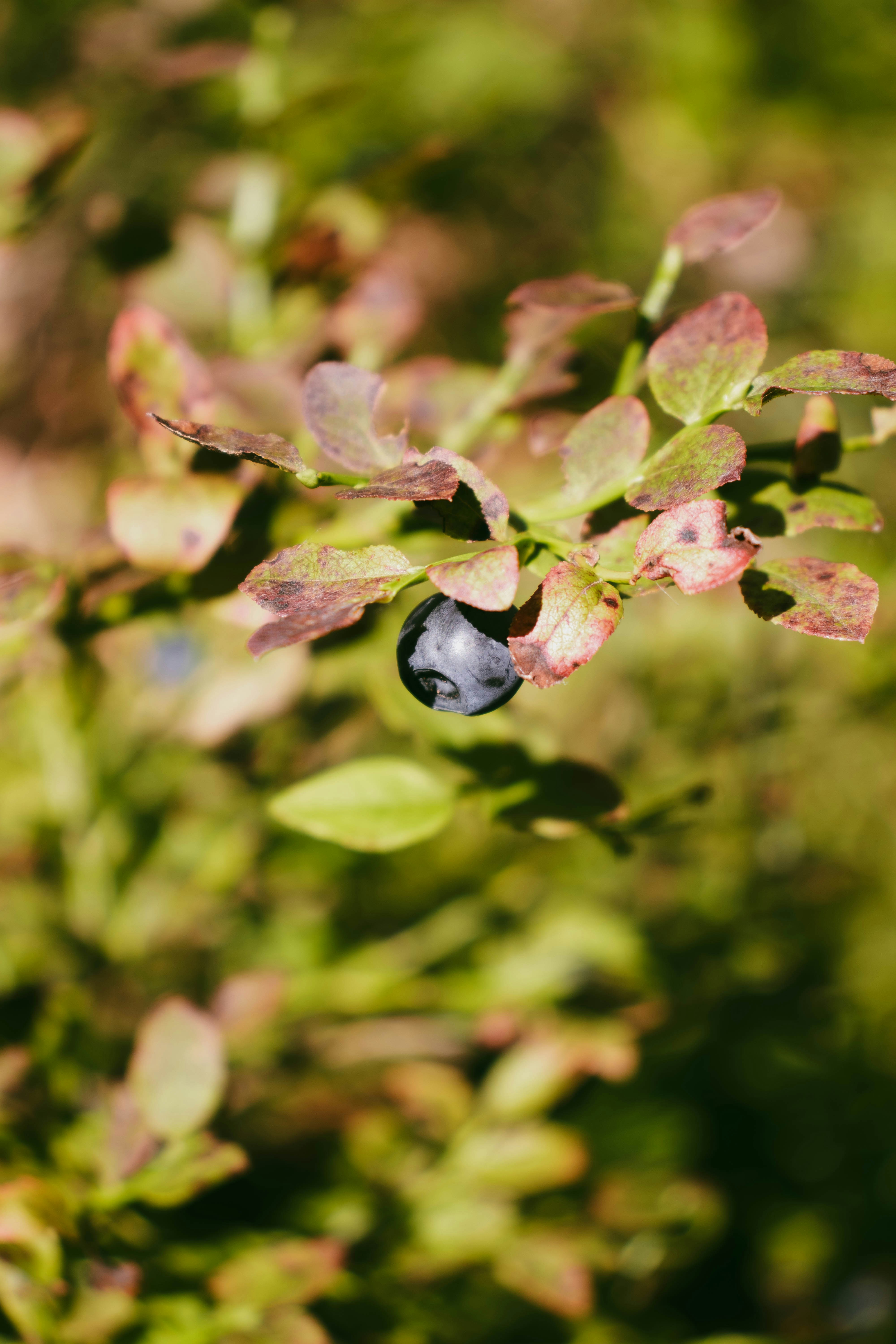 A close up of a plant with blue berries on it