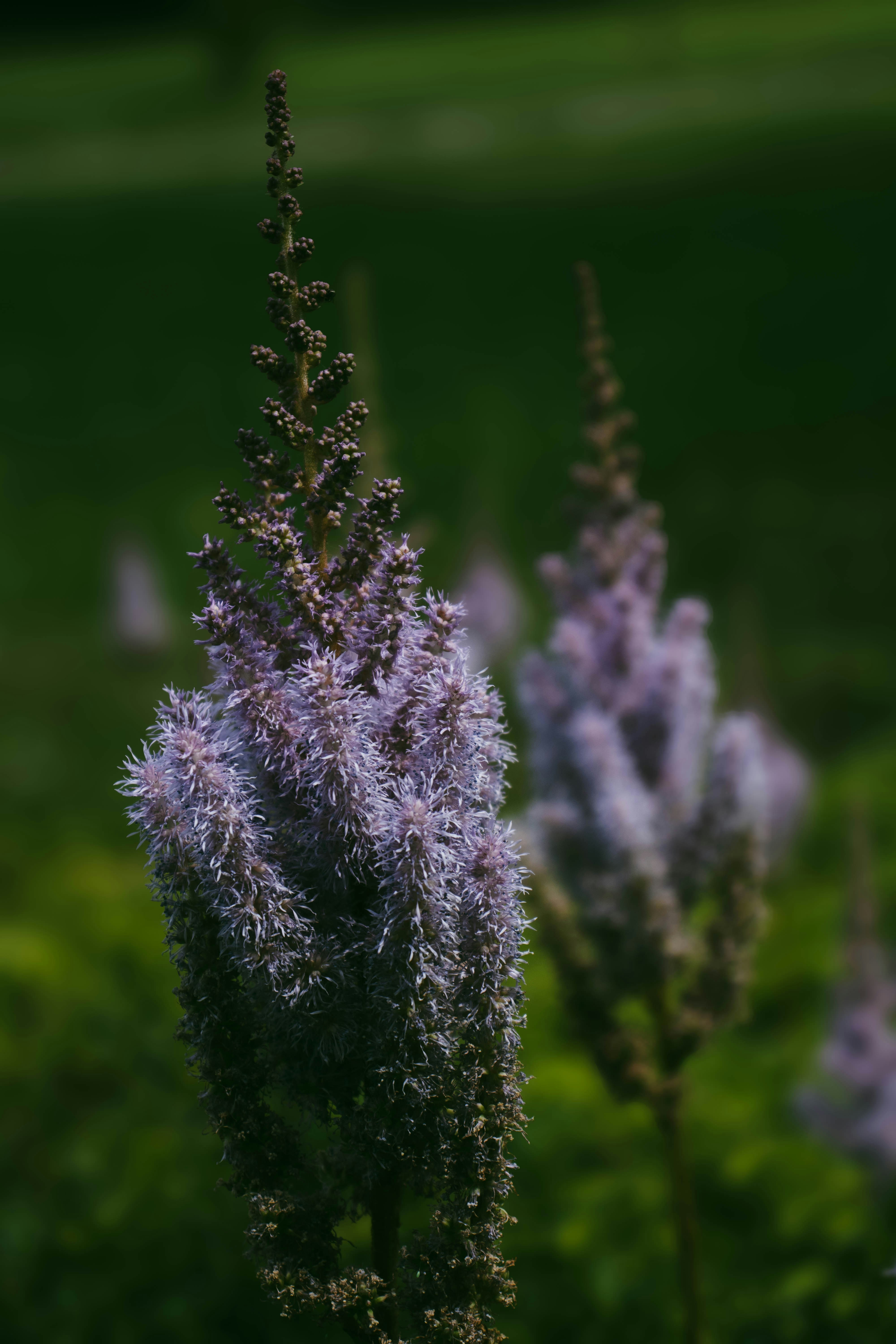 A close up of a purple flower in a field