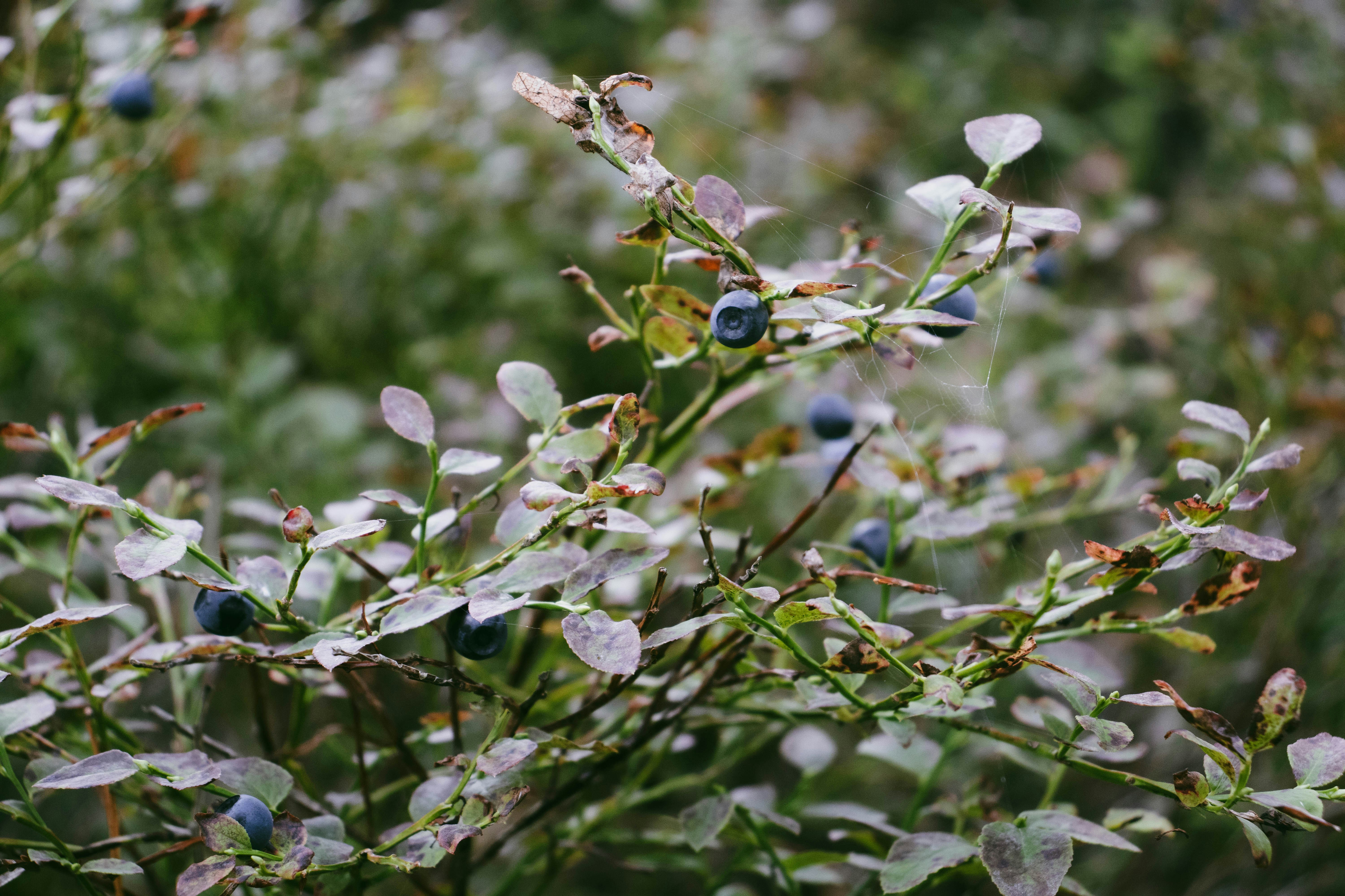 A close up of a bush with blue berries on it