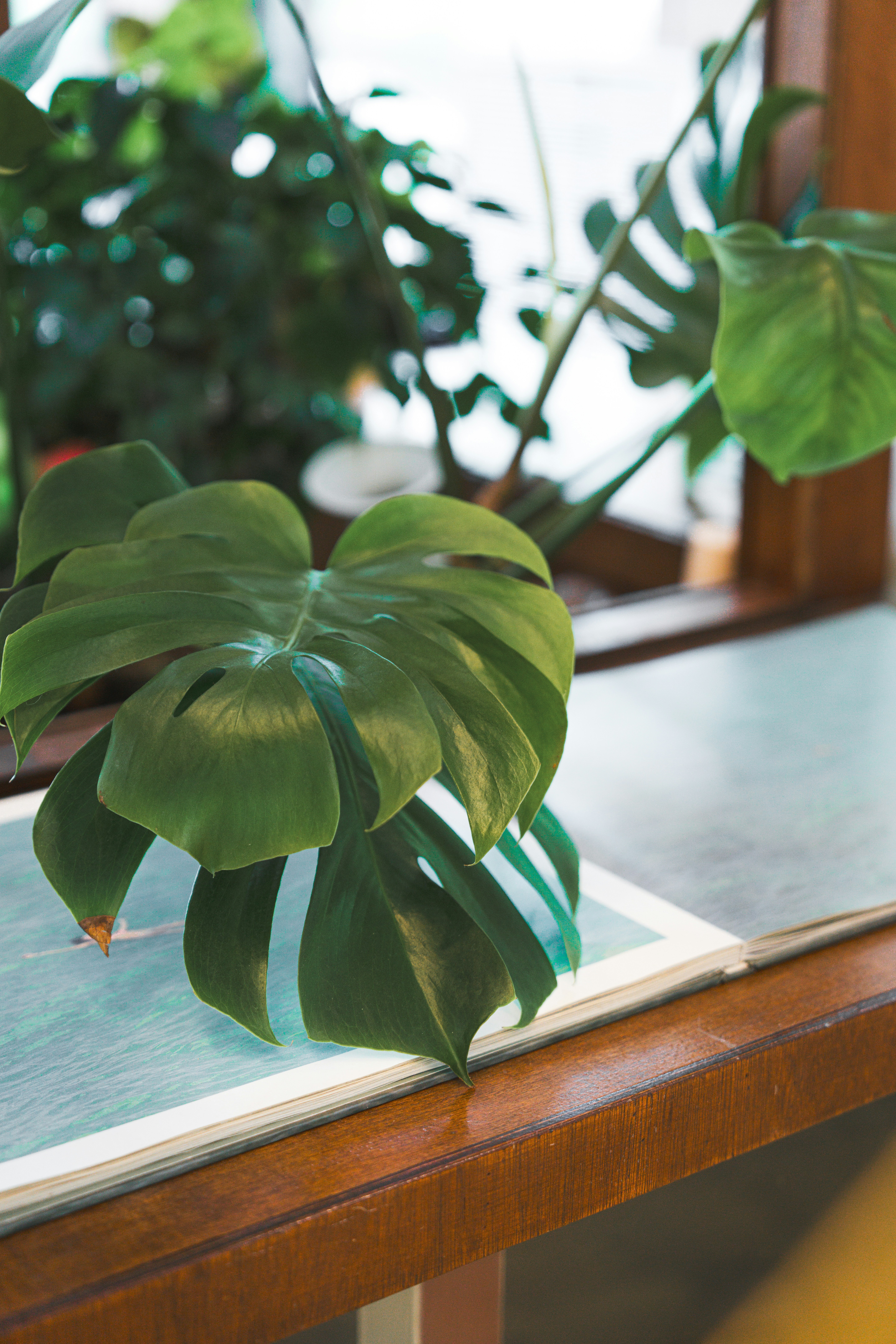 A green plant sitting on top of a wooden table