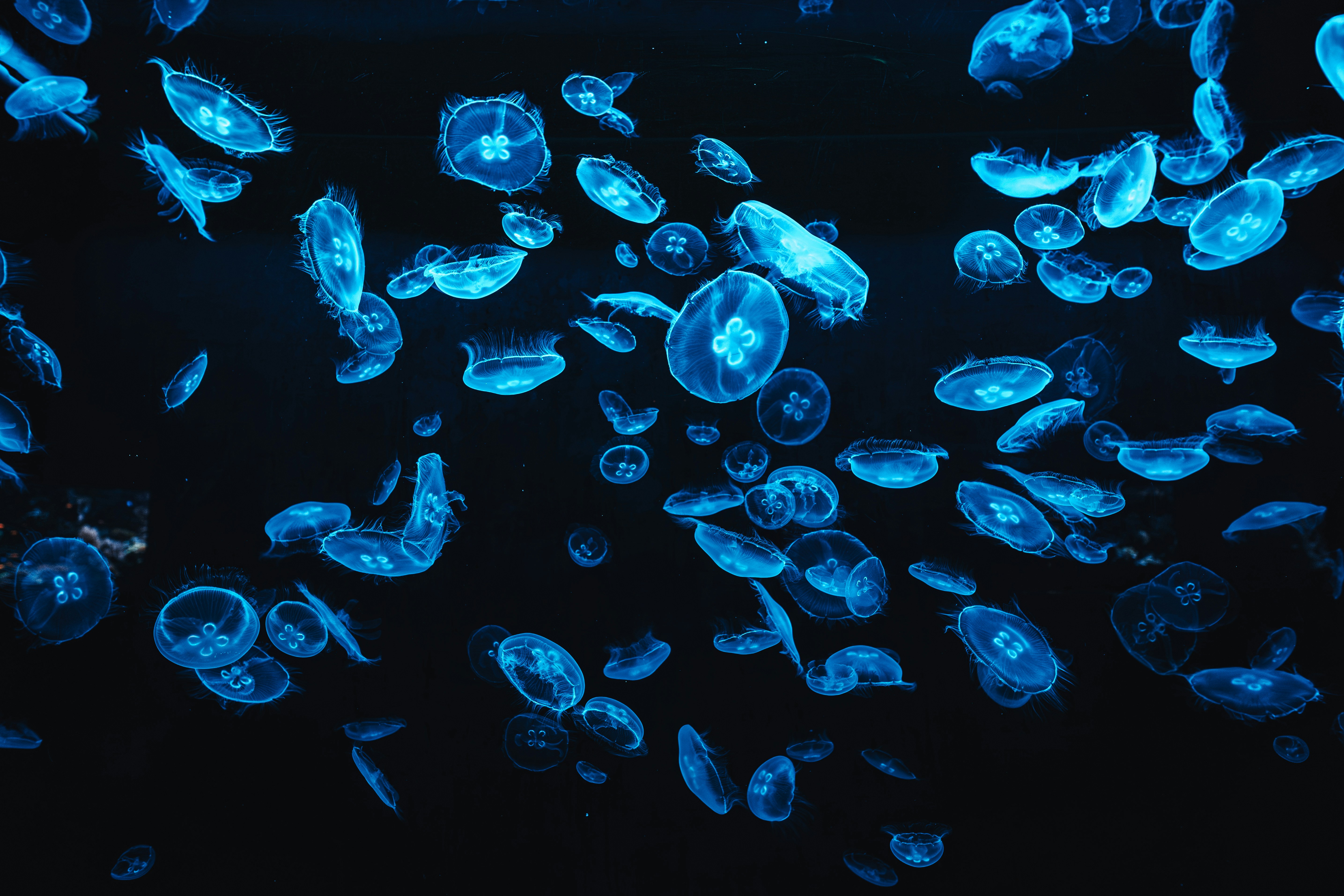 Bioluminescence: Nature’s Light Show (image credits: unsplash)