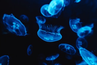 A bunch of jellyfish floating in the water