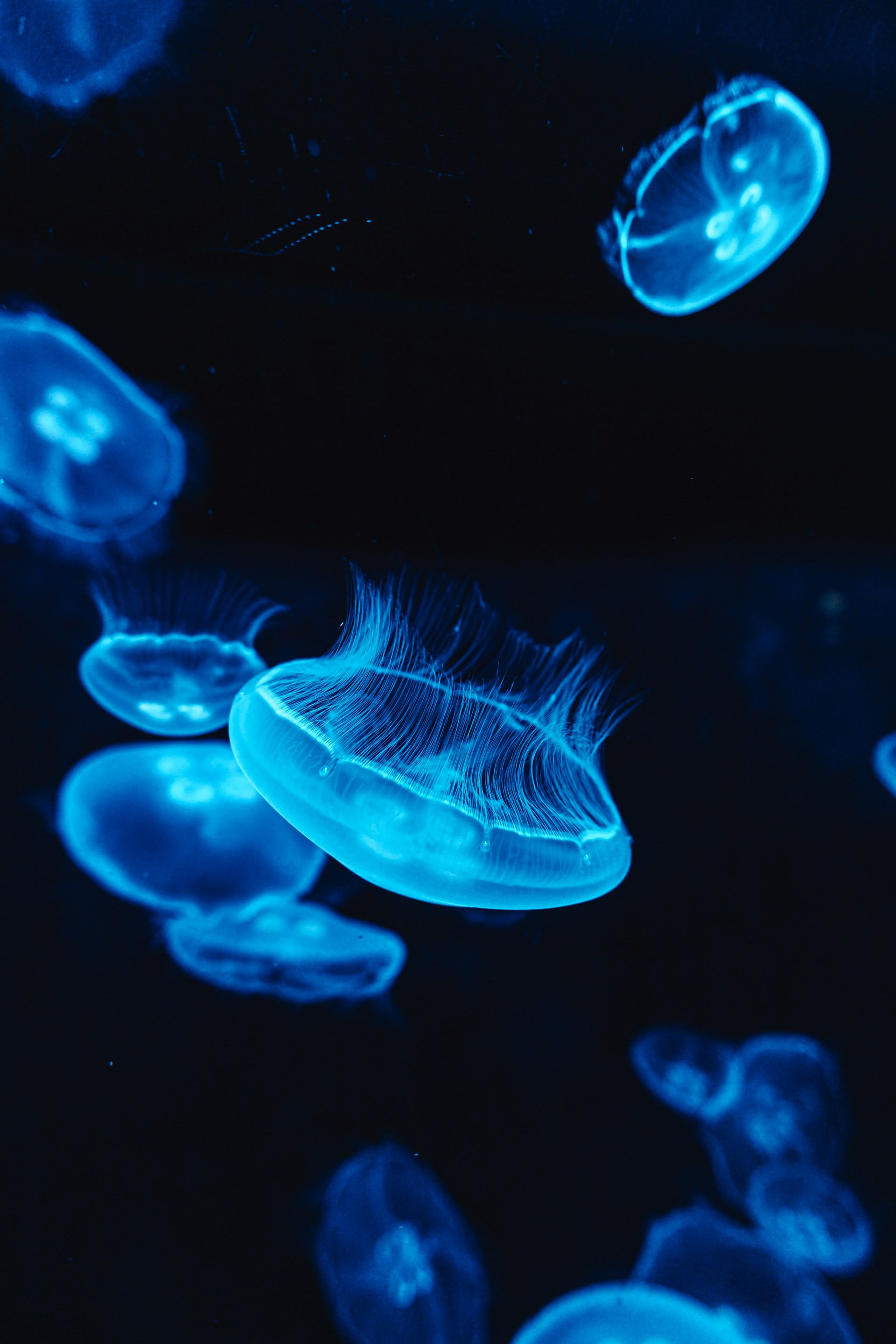 A group of jellyfish floating in the water