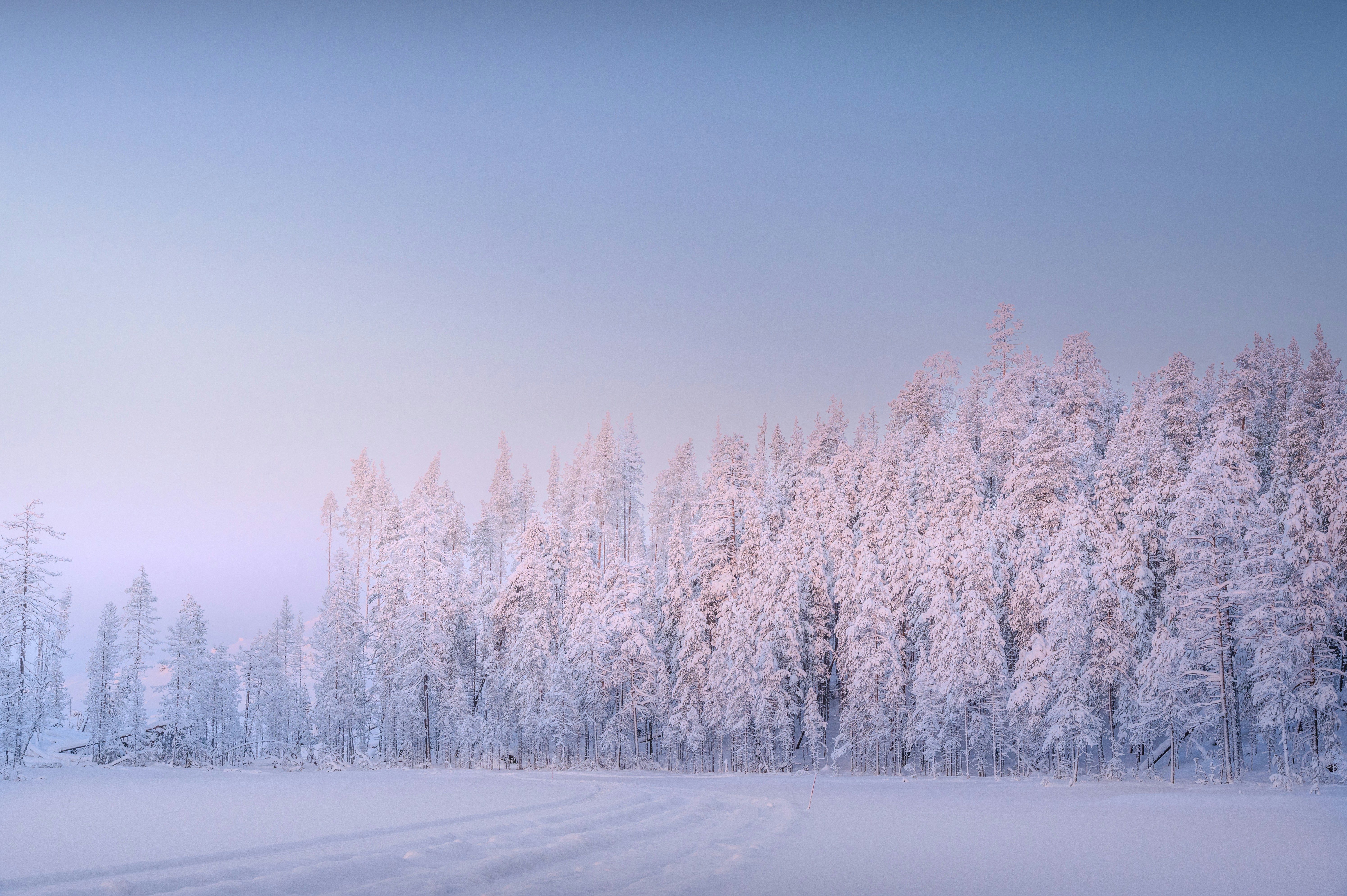 A snowy landscape with trees in the background
