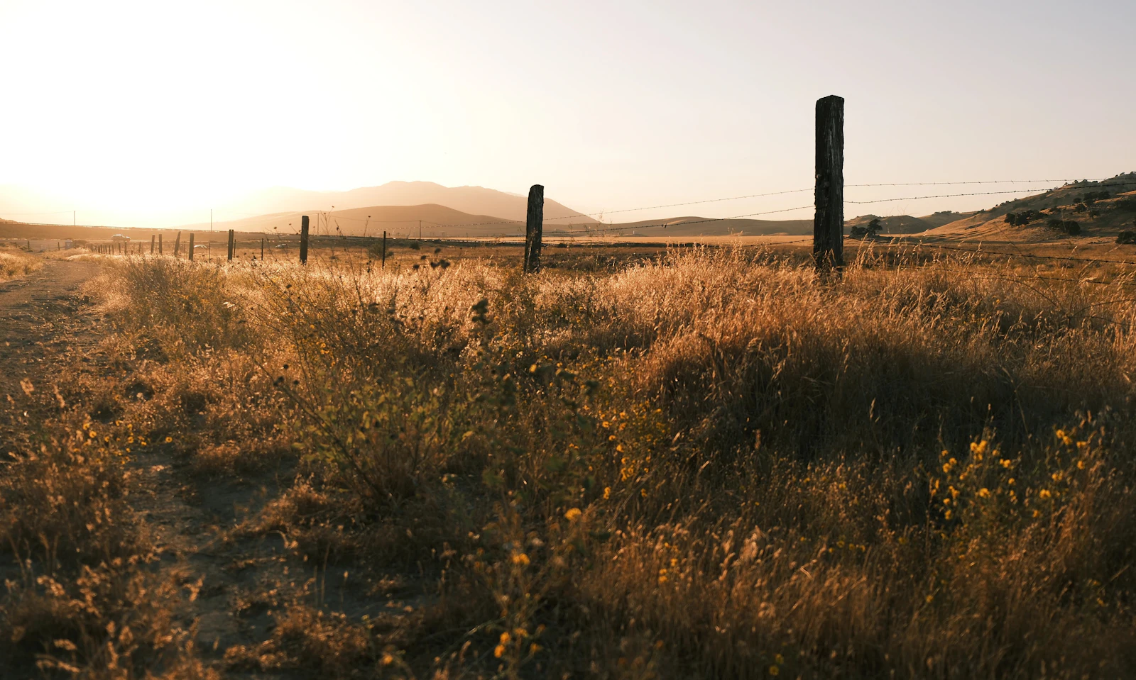 A fence line and dirt track through tall golden grass at dusk