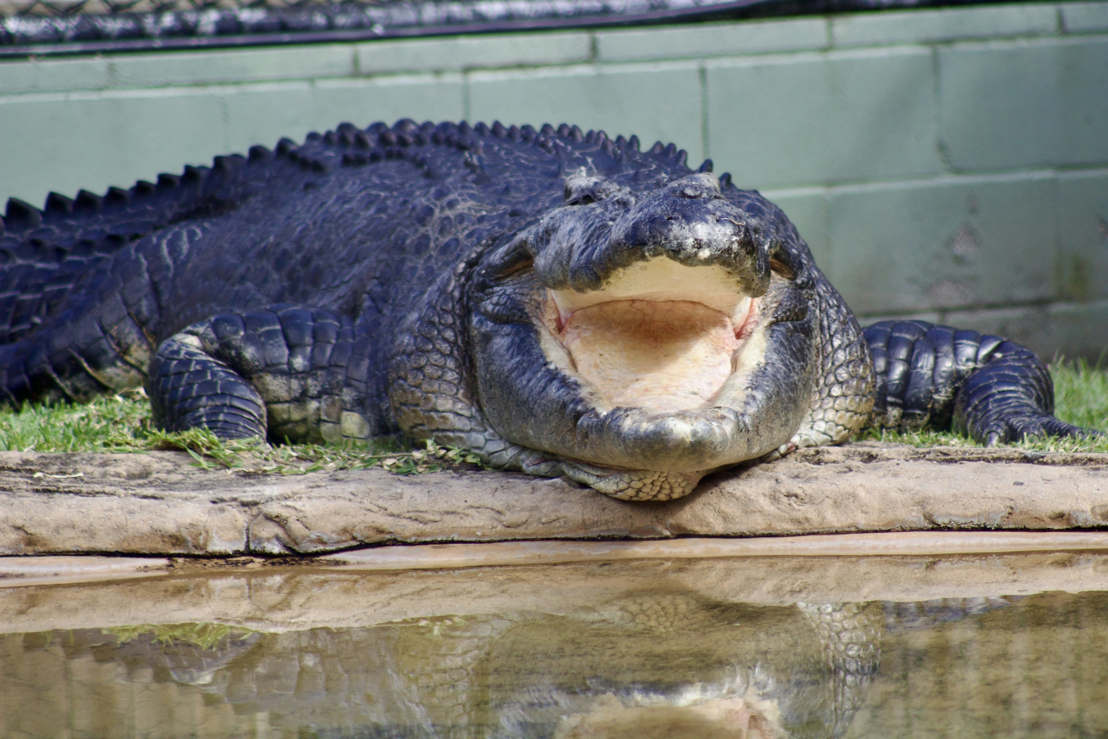 A large alligator laying on top of a wooden log