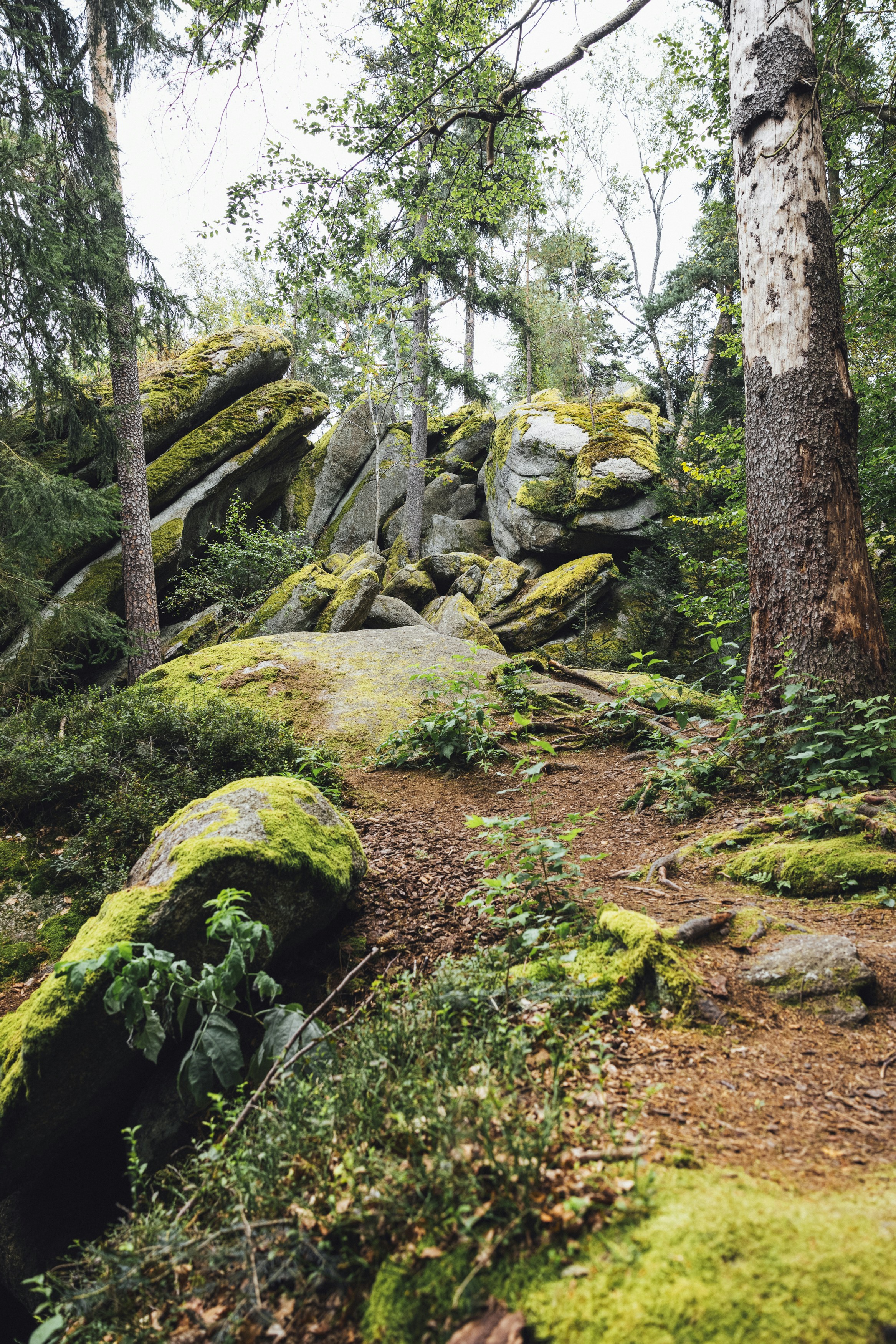 Eine moosbewachsene Felswand in einem Wald