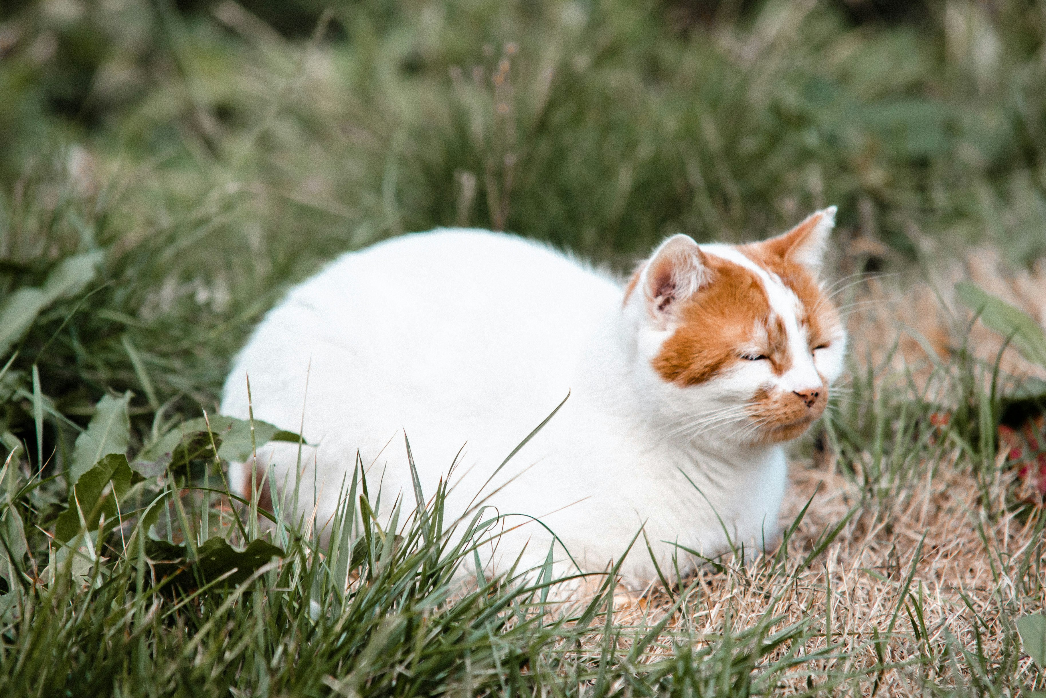 The Golden Years: A Comprehensive Guide to Senior Cat Care