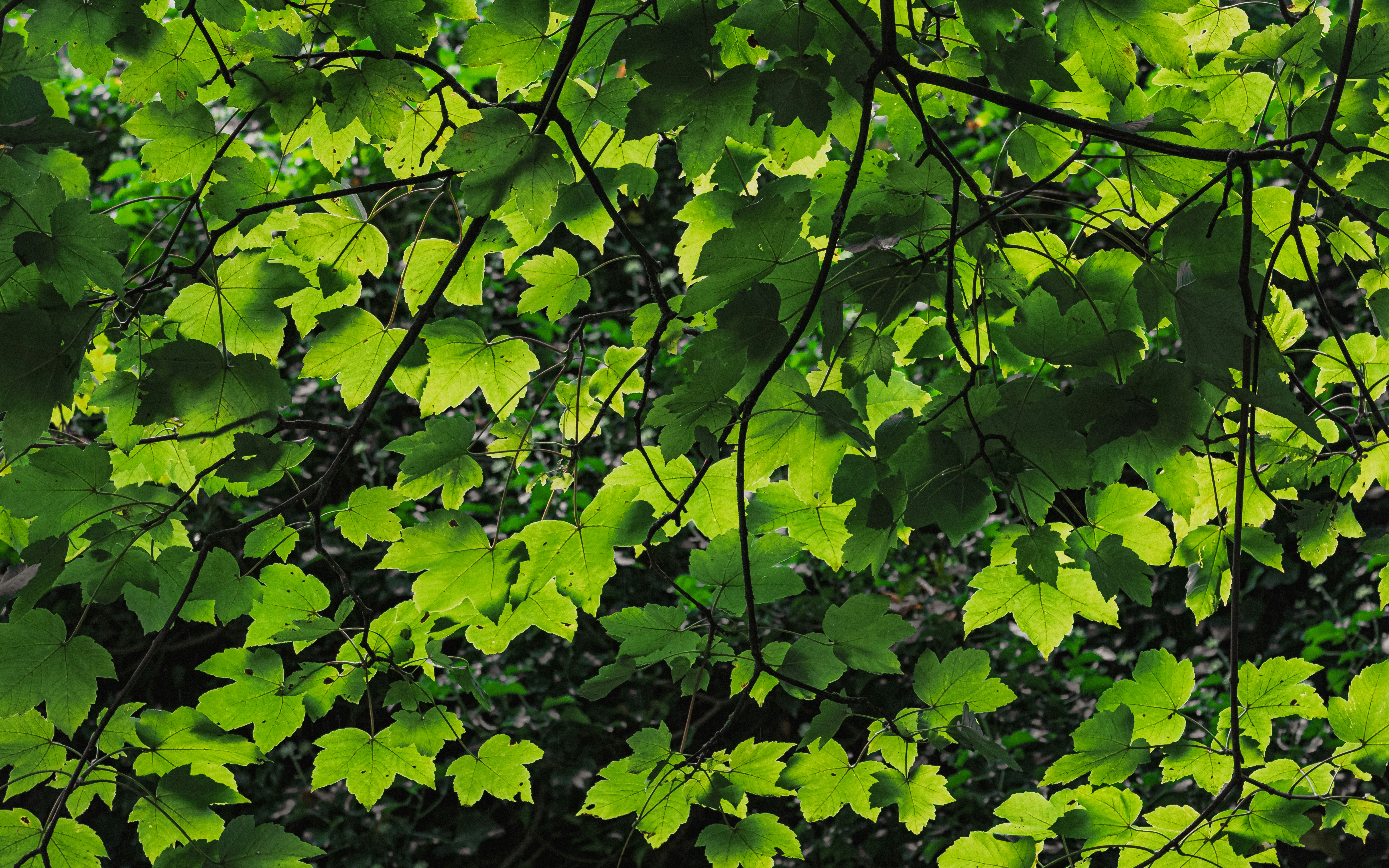 Eine Nahaufnahme von grünen Blättern an einem Baum