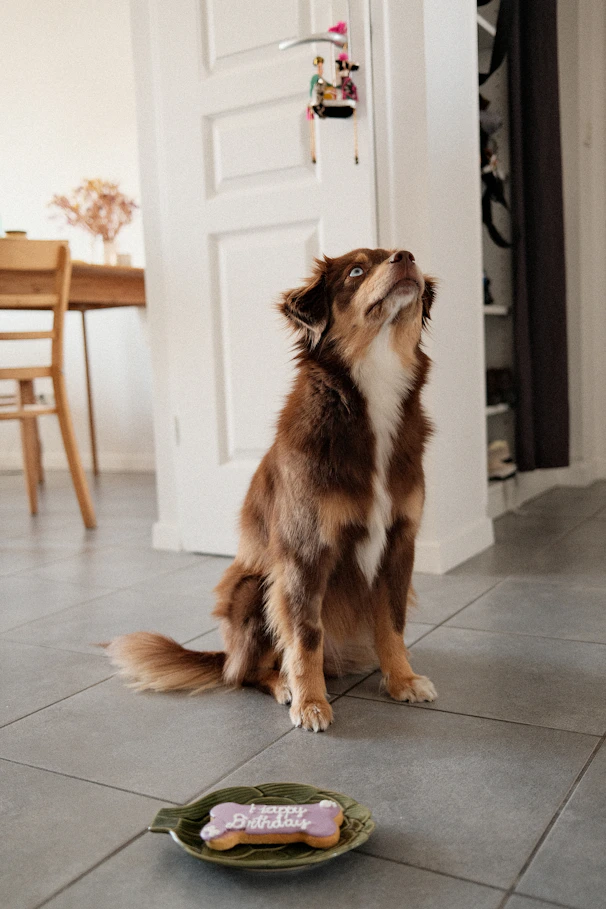 hund