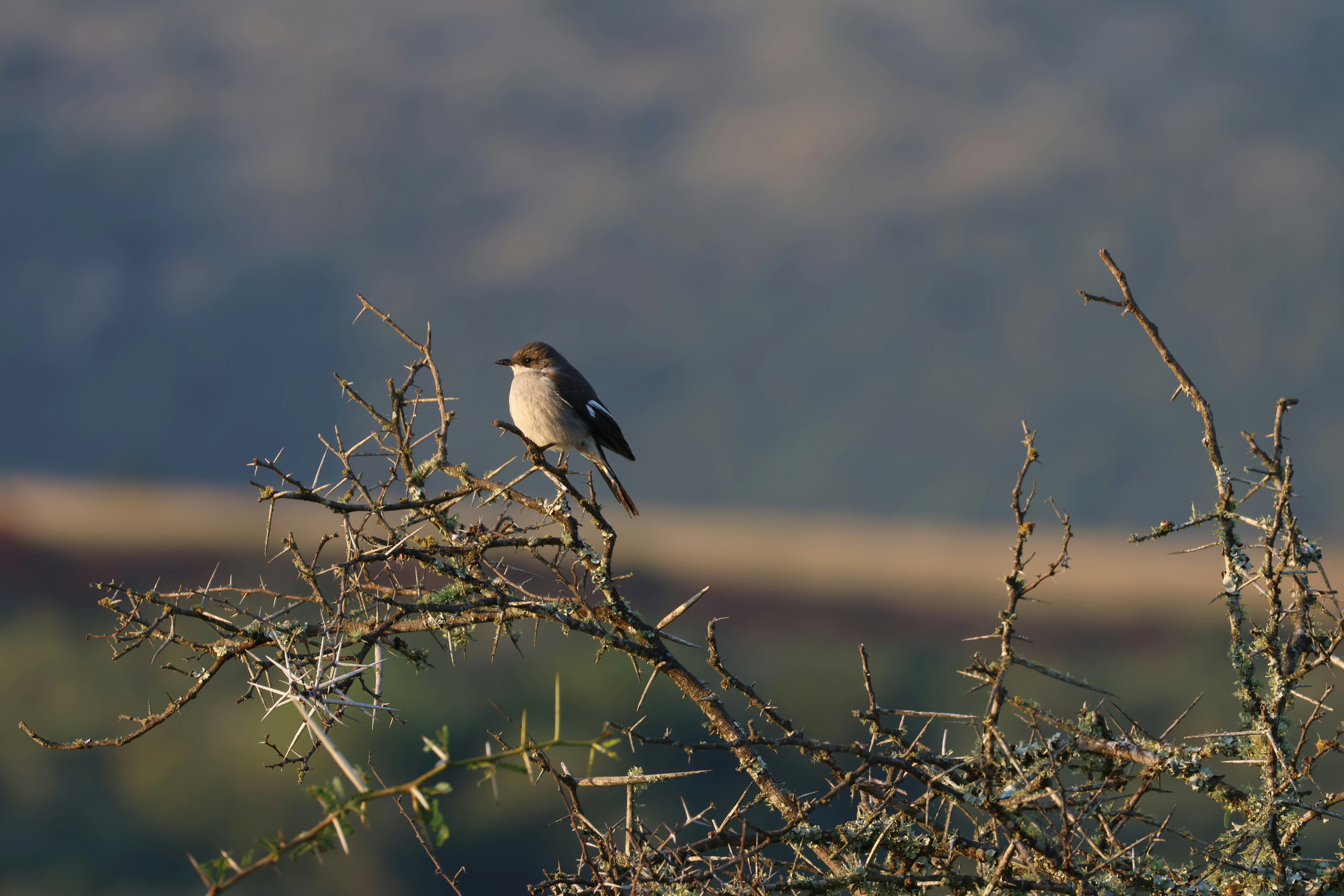 Photo by aryatulsyan