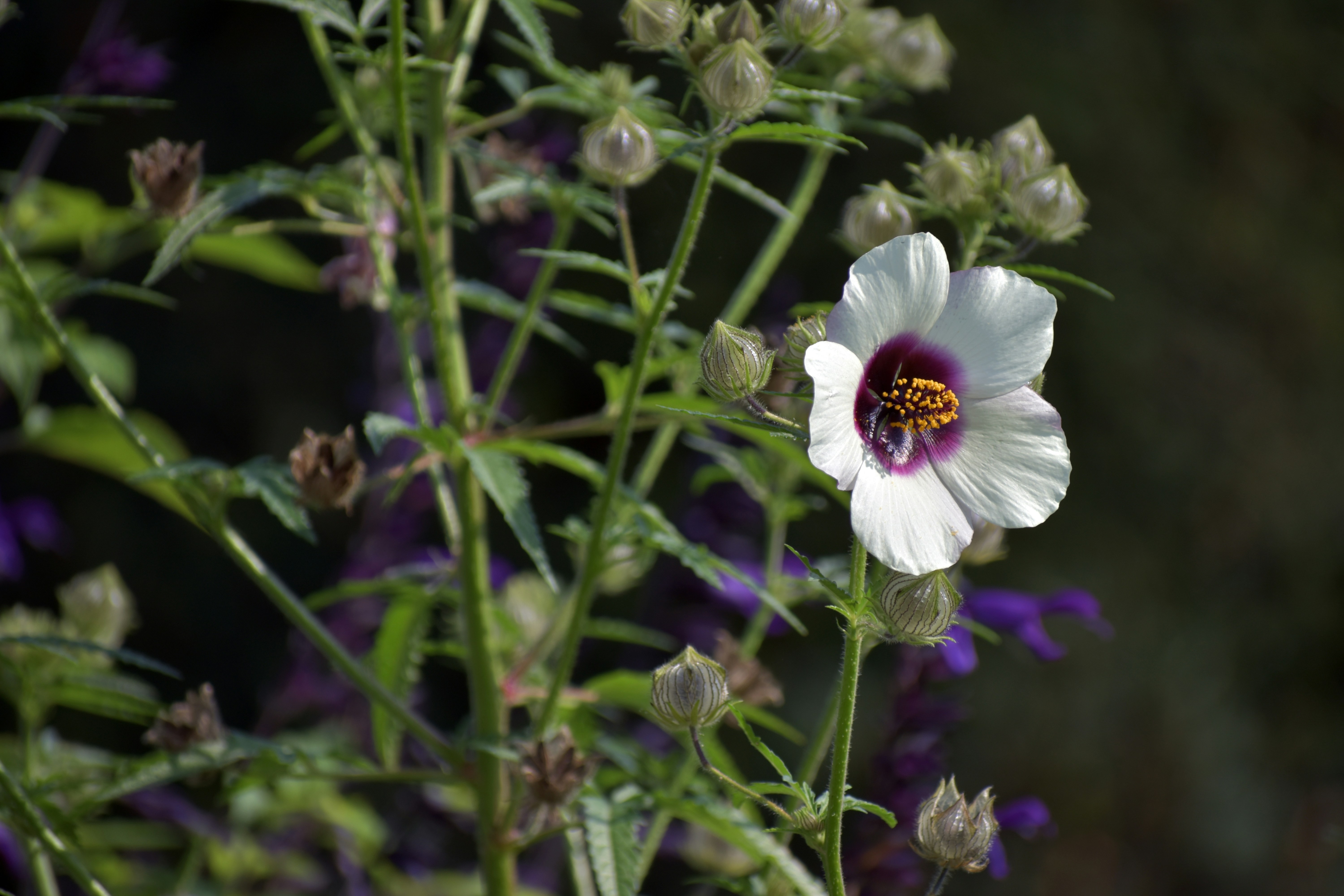Afbeelding van Ambt Delden