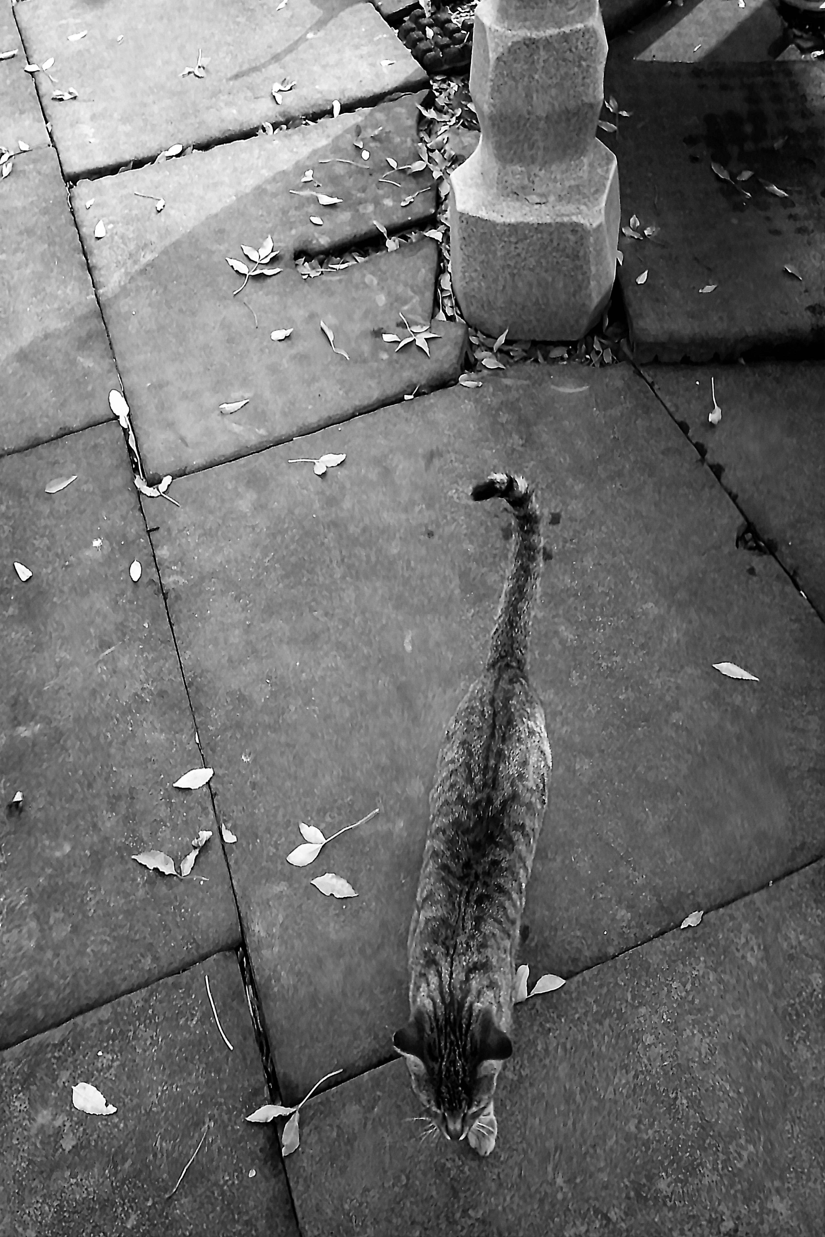 A black and white photo of a cat on a sidewalk photo – Free Cat Image ...