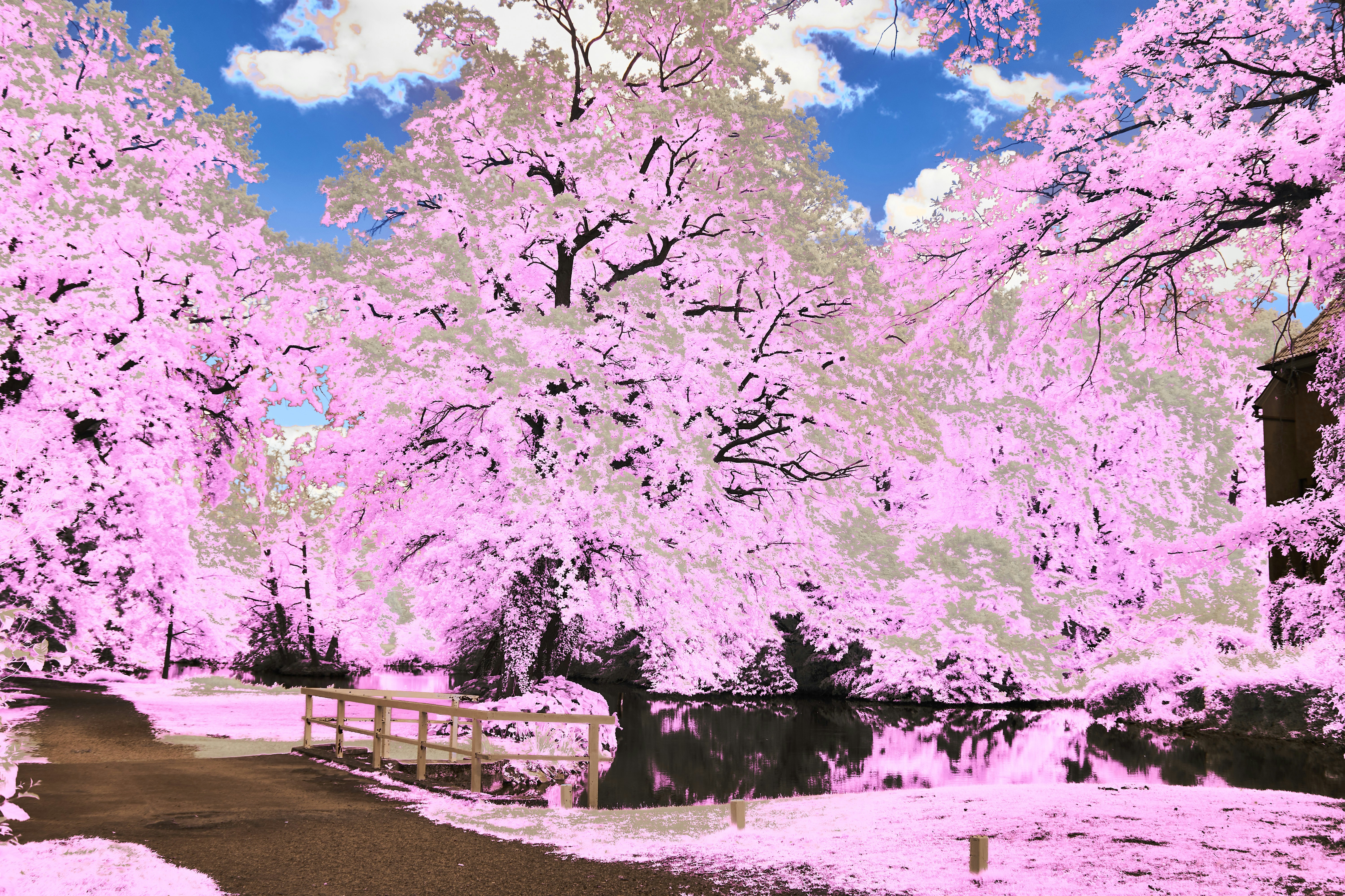 Photo by wolfgang_hasselmann