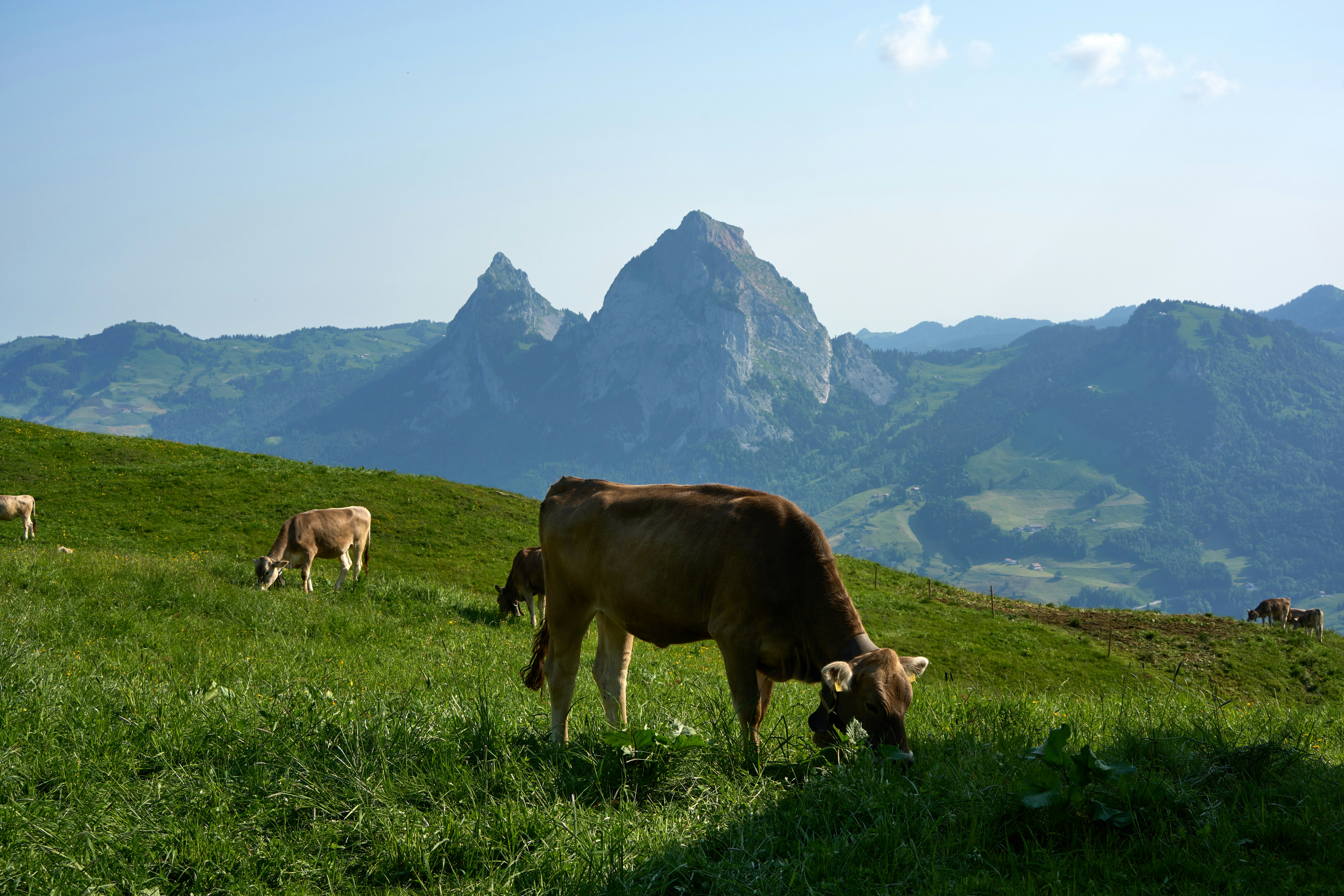 Photo by wolfgang_hasselmann