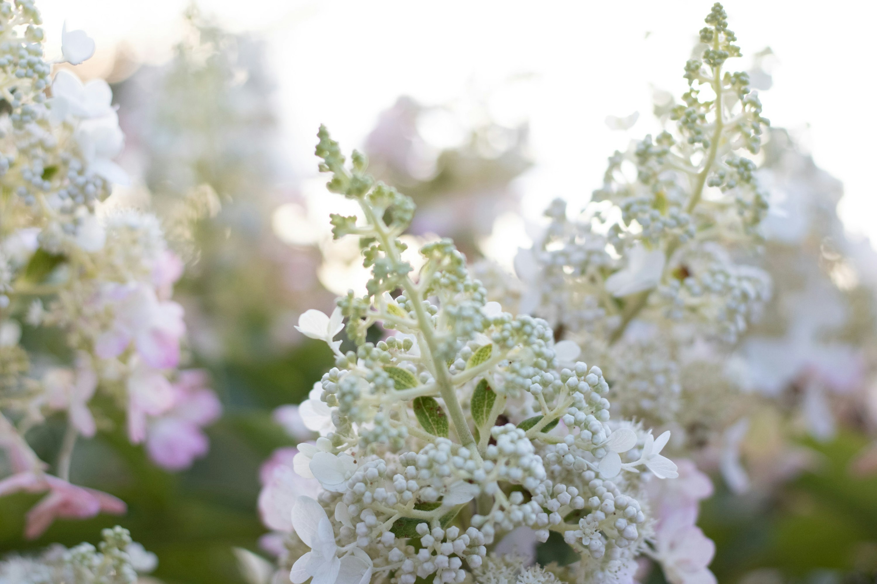 A close up of a bunch of white flowers